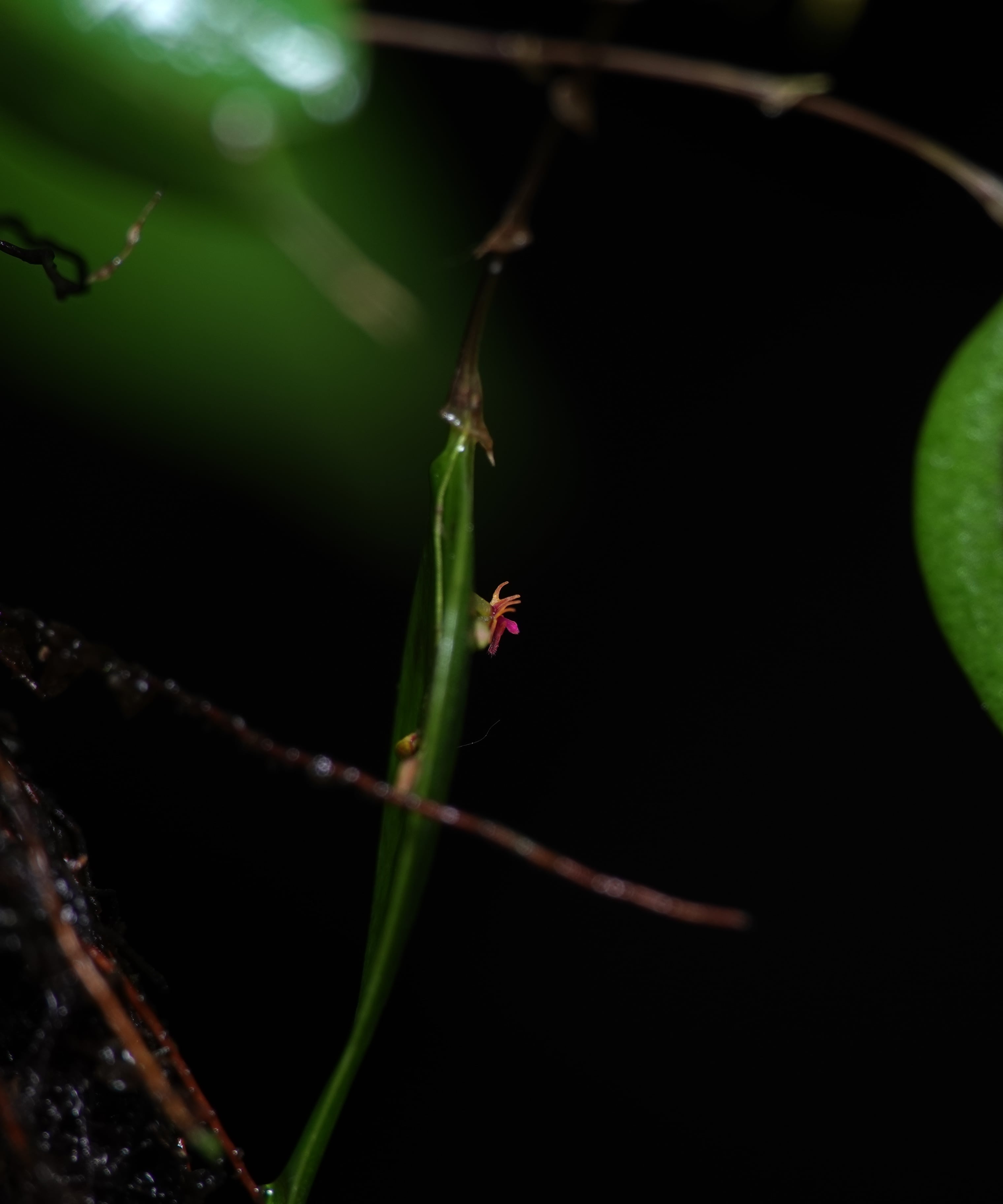 Side view of Lepanthes astraea inflorescence in profile, with the flower visible against substrate context, showing the small overall scale of the species, La Honda