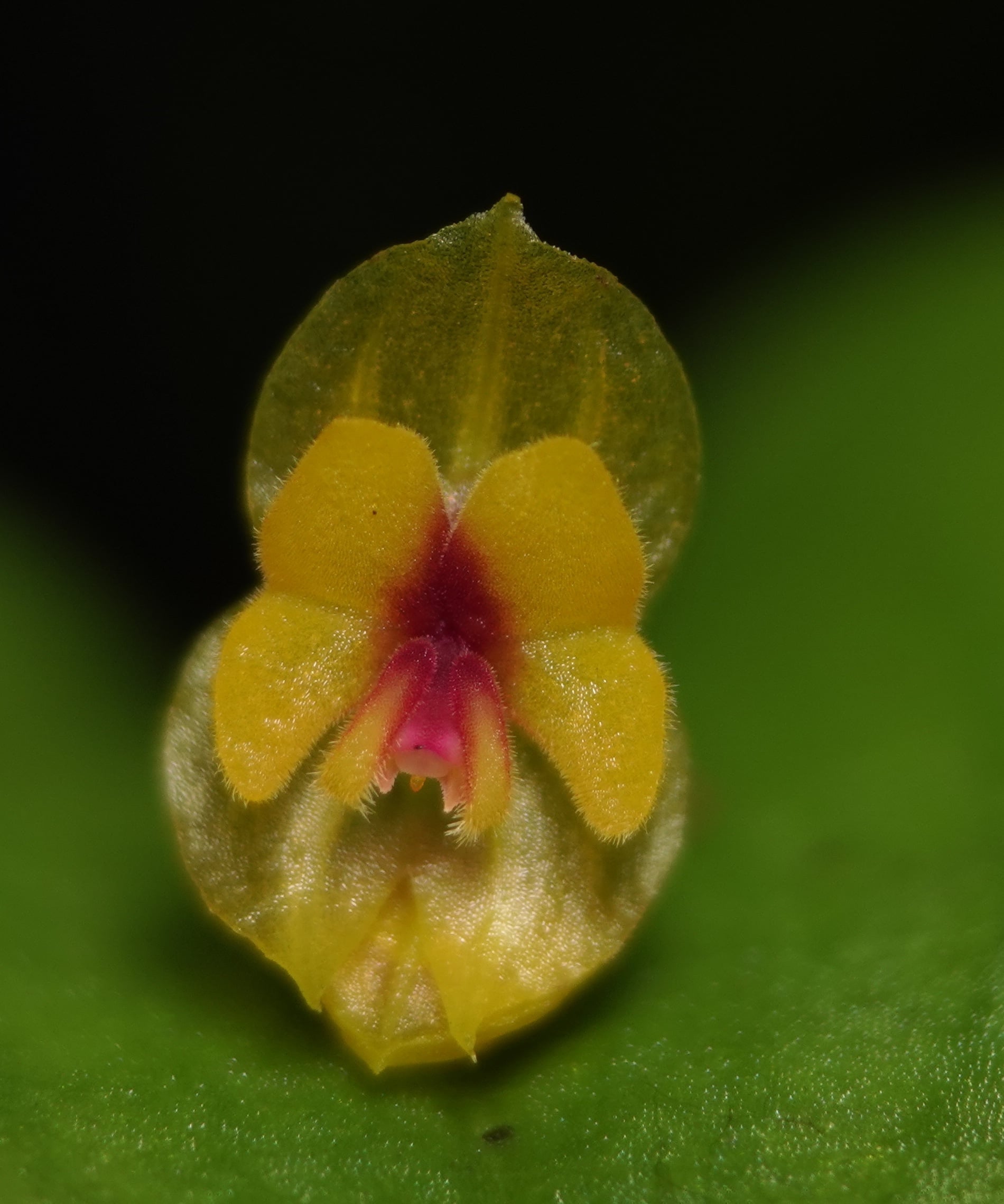 Lepanthes auditor
