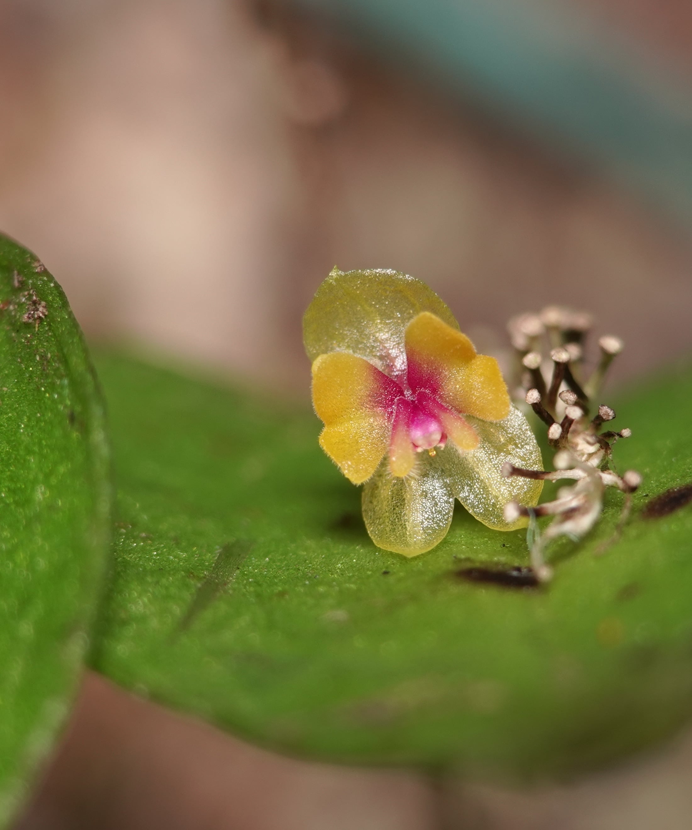 Lepanthes auditor flower in situ on a cupping leaf, with an adjacent cluster of dried inflorescence stalks documenting the species's successive many-flowered raceme architecture from prior flowering cycles, La Honda