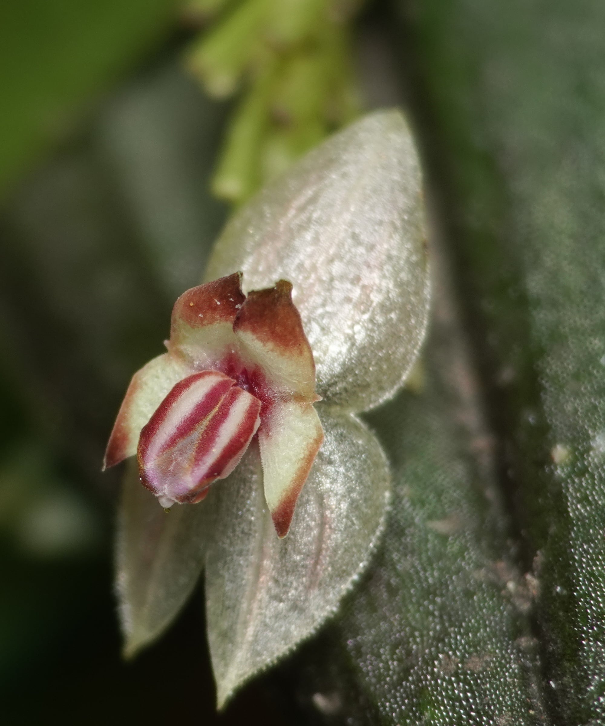 Lepanthes cactoura