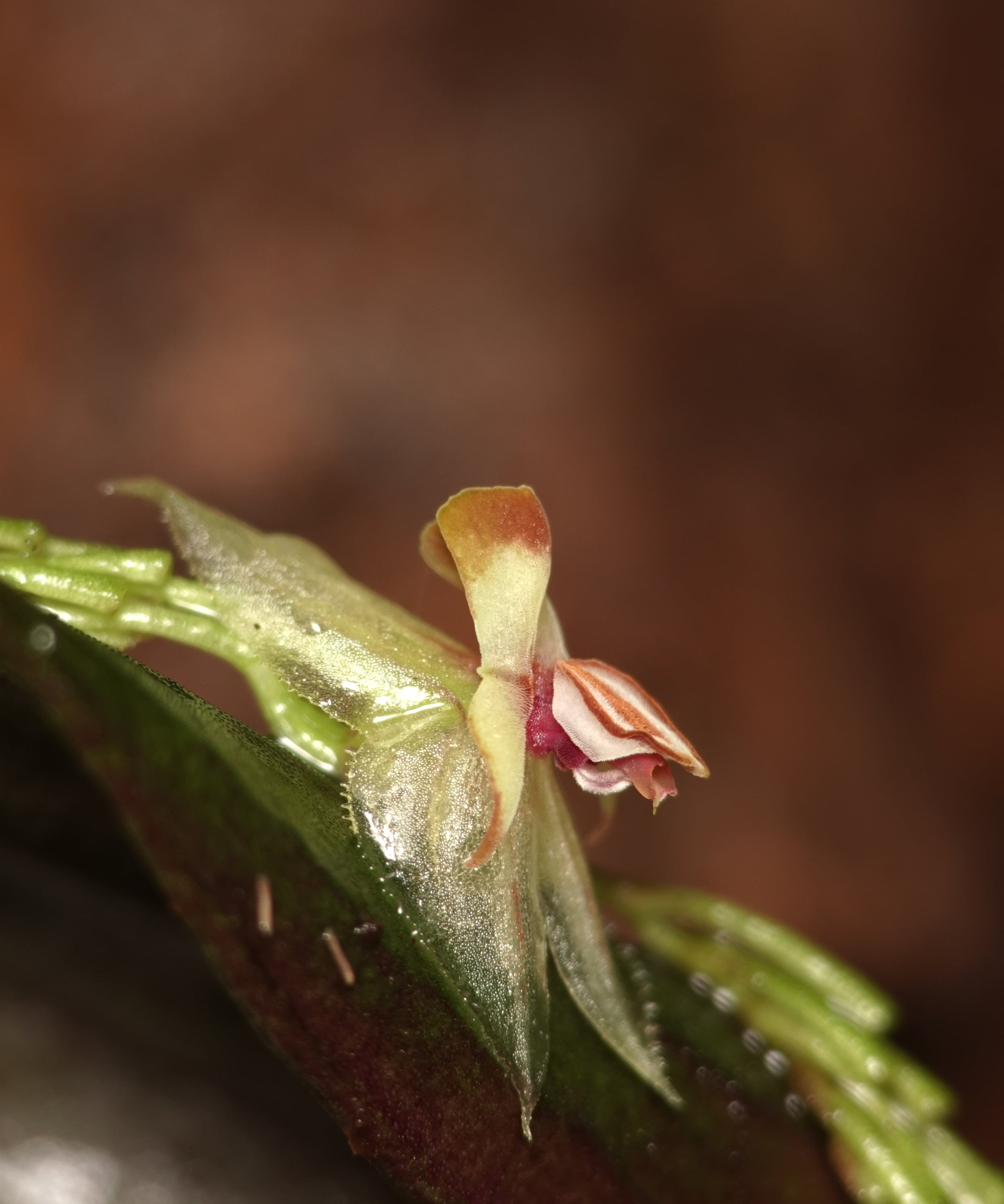 Bud of Lepanthes cactoura on the dorsal surface of its leaf, showing the ramicaul with lepanthiform sheaths, La Honda