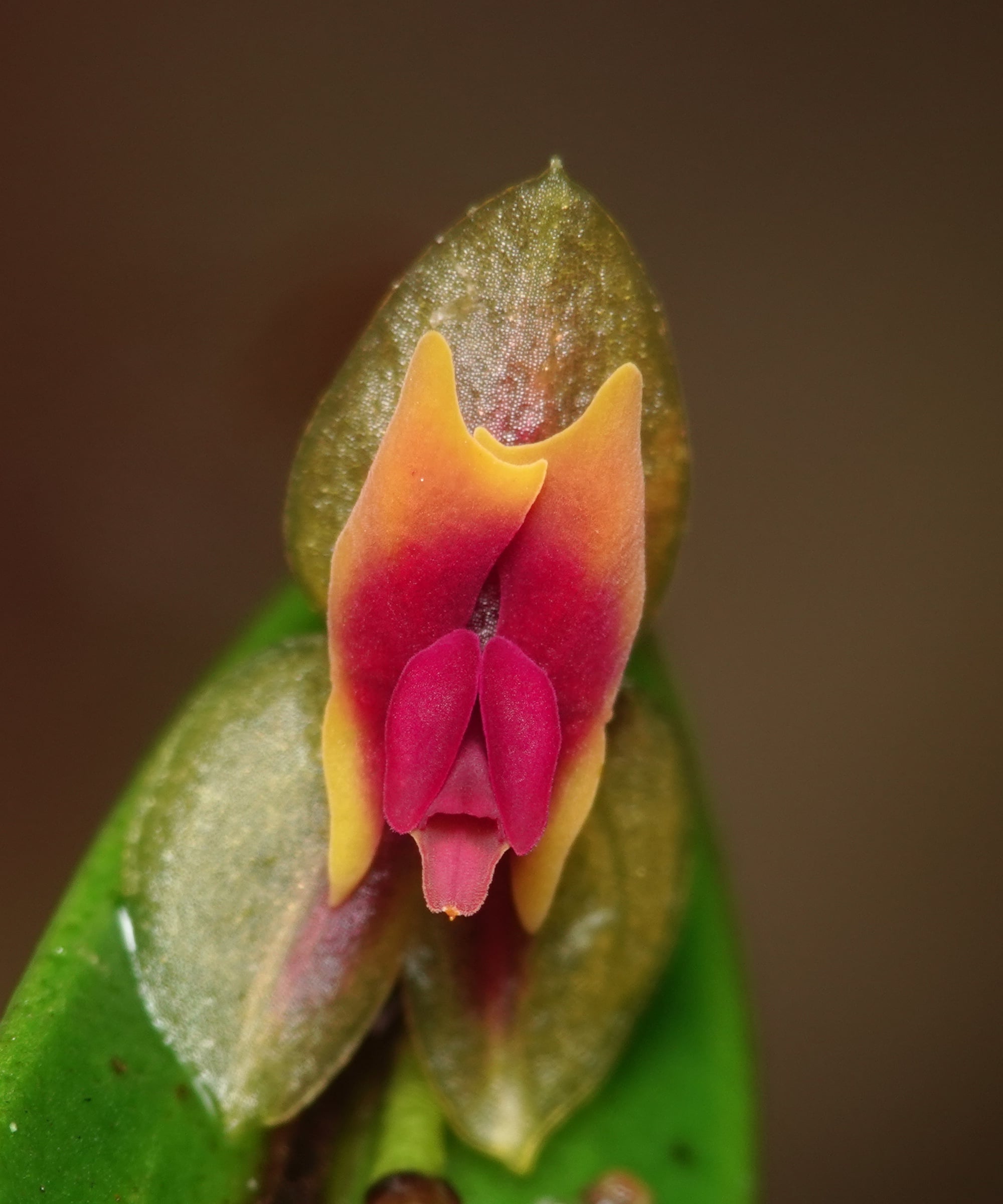 Lepanthes cerambyx