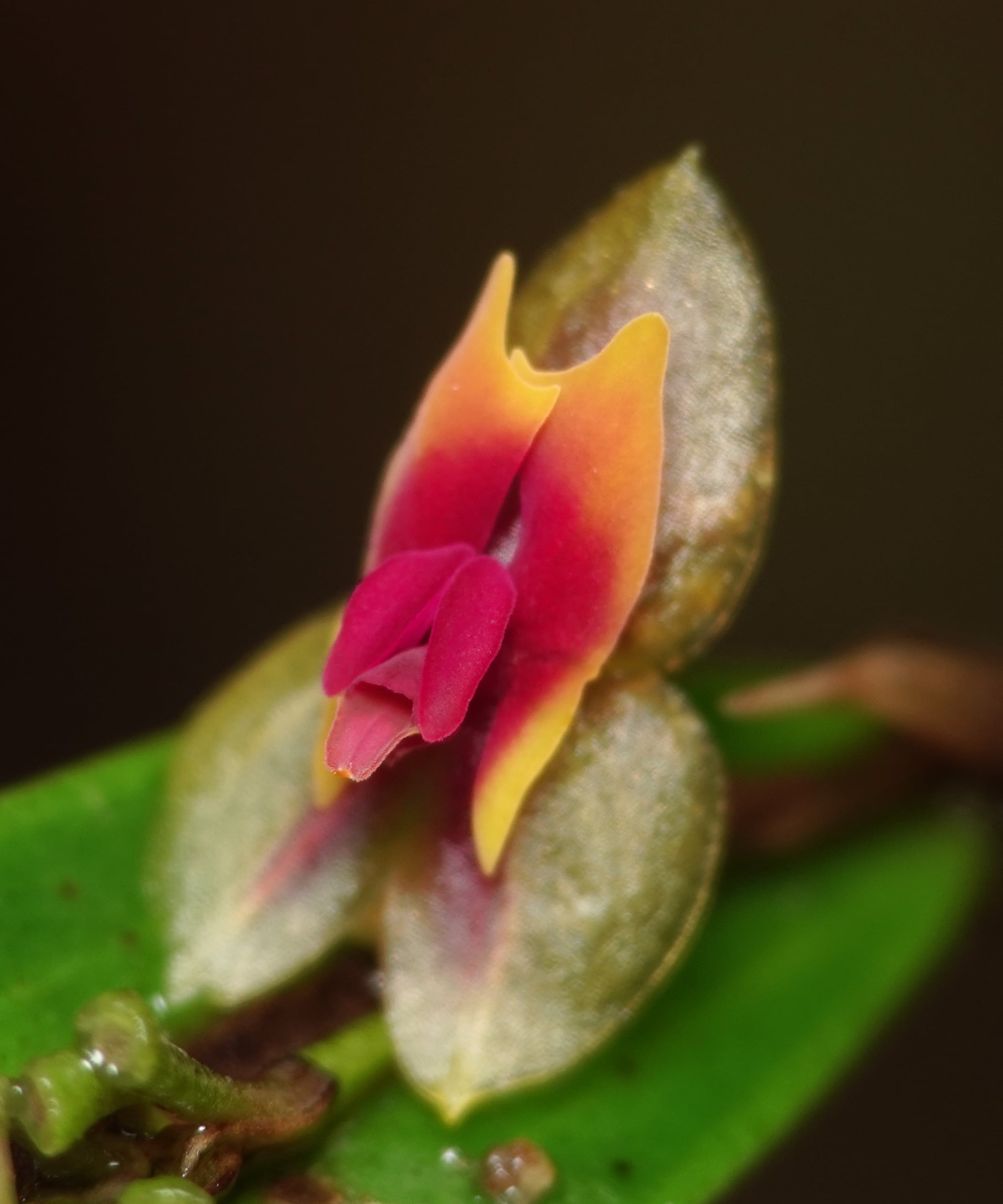 Lepanthes cerambyx — three-quarter view of the flower showing depth and petal profile, La Honda, 2025.