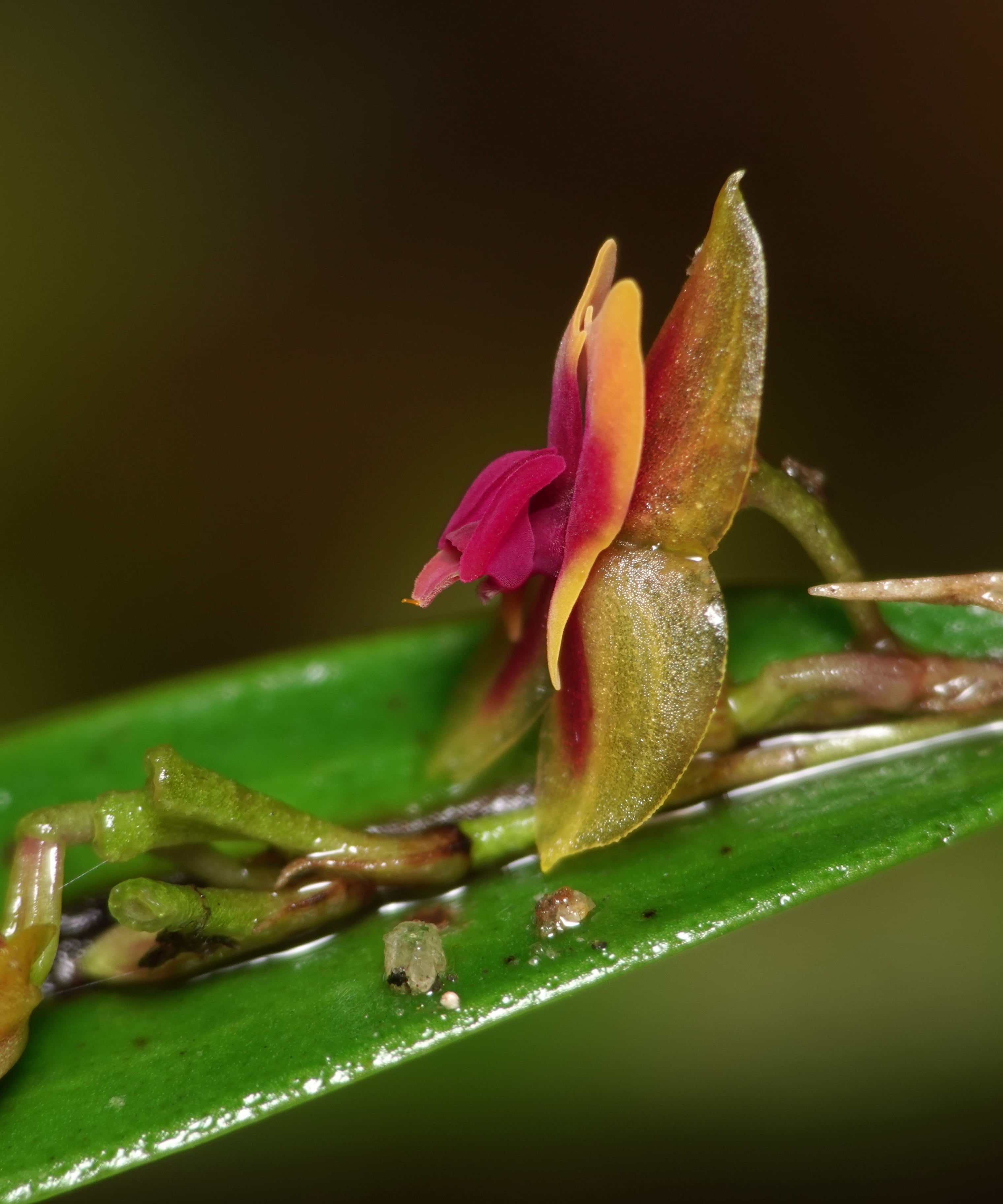 Lepanthes cerambyx — wider view of the plant showing roots and leaf context on the substrate, La Honda, 2025.