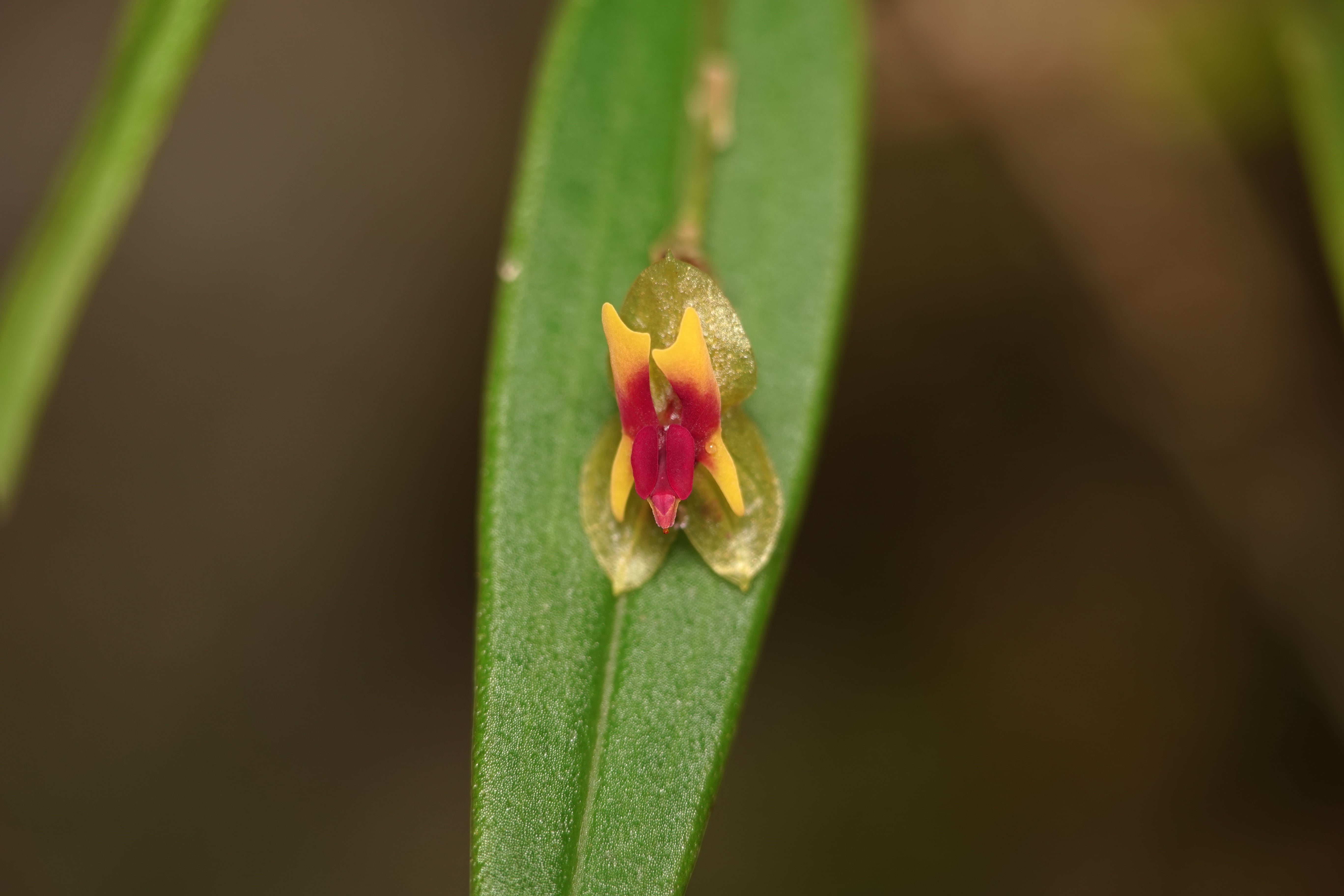 Lepanthes cerambyx. La Honda.
