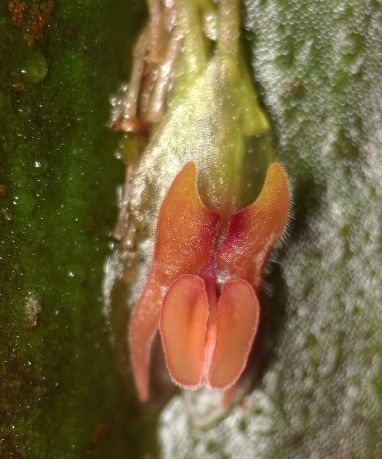 Lepanthes debilis