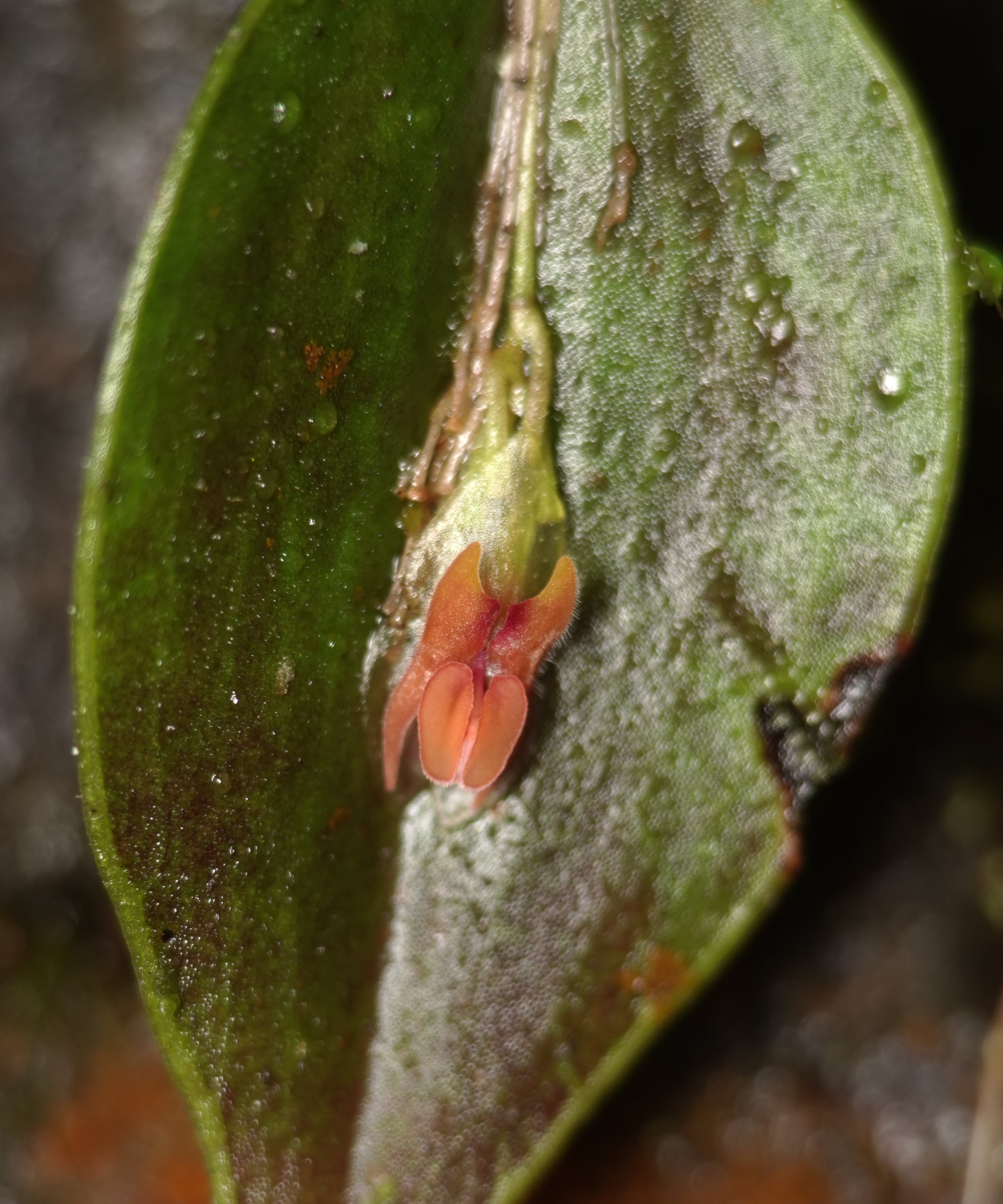 *Lepanthes debilis*, La Honda, 2025.