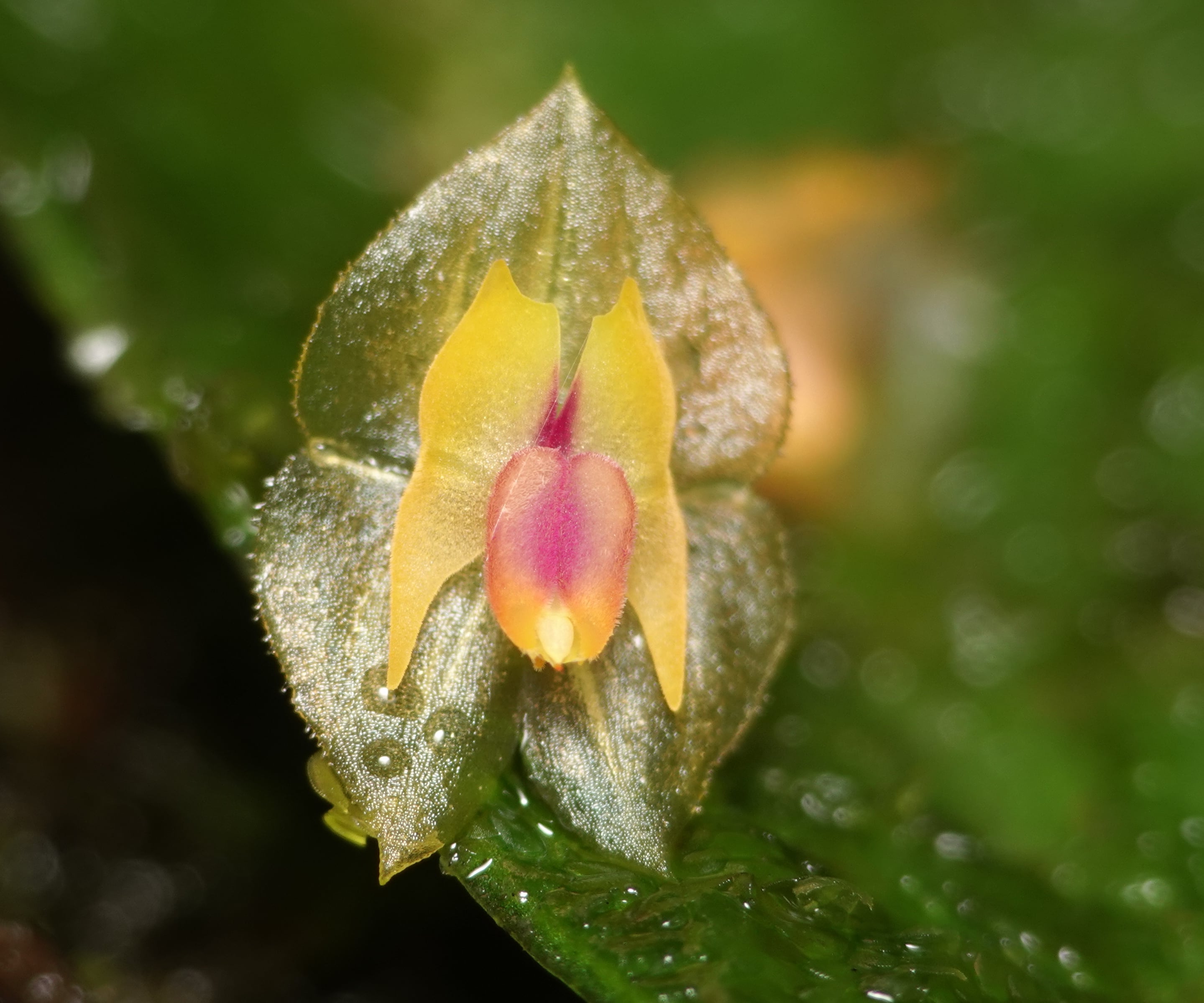 Lepanthes escifera
