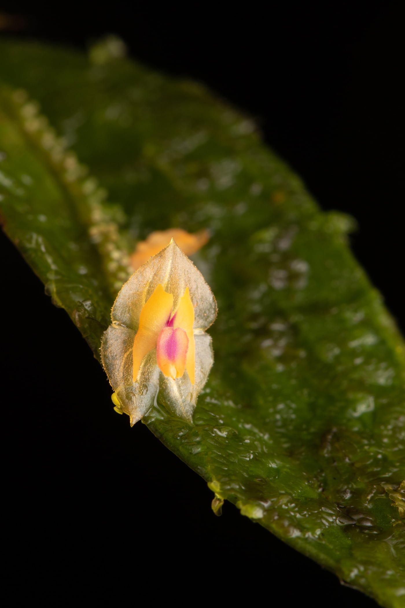 *Lepanthes escifera*, La Honda, 2025.