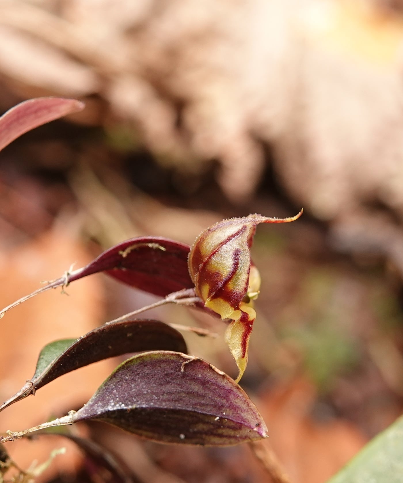 Lepanthes felis flower — a second La Honda specimen showing the radial maroon-and-yellow pattern approximately 5 mm across.