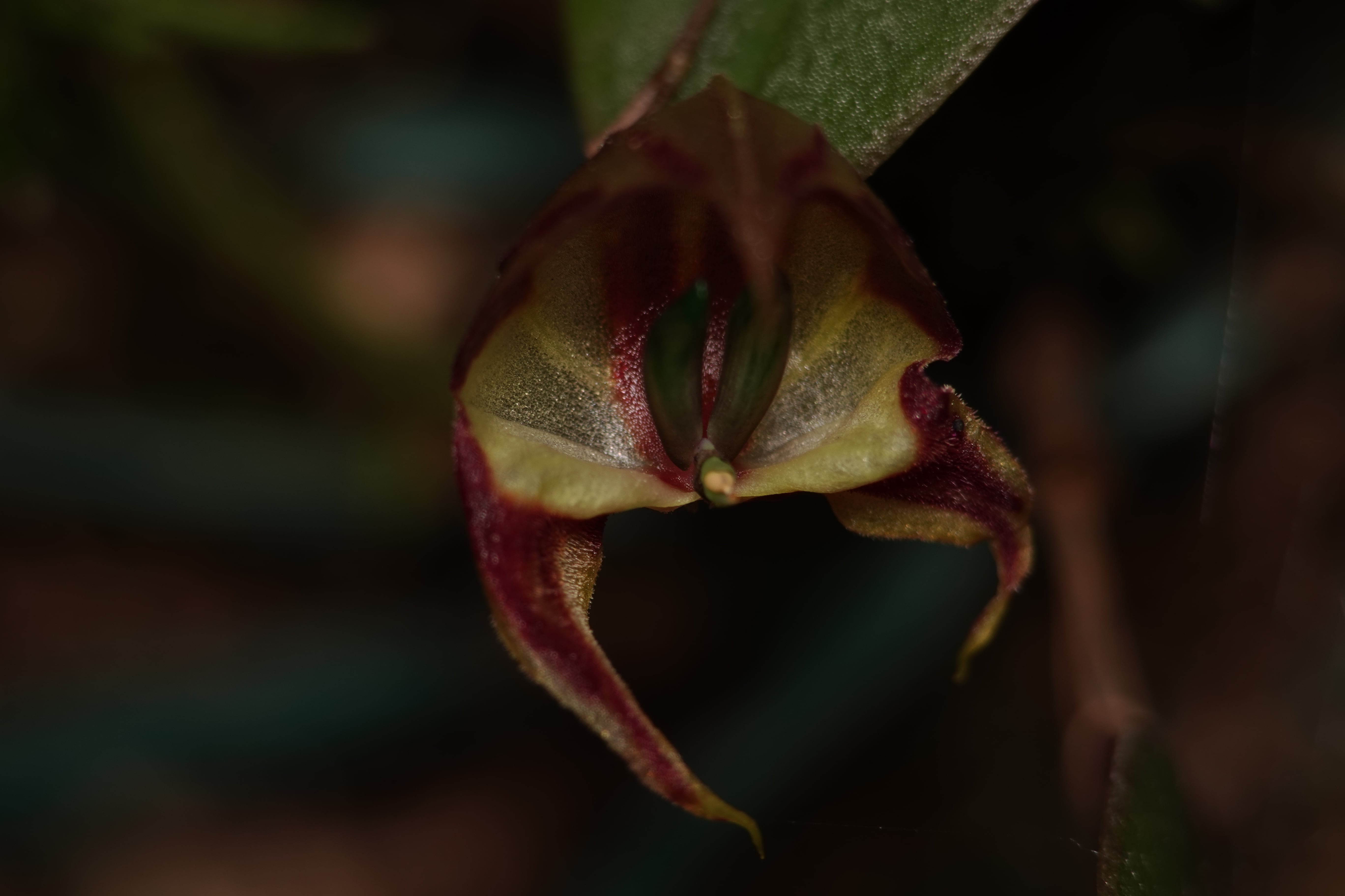 Lepanthes felis. La Honda.