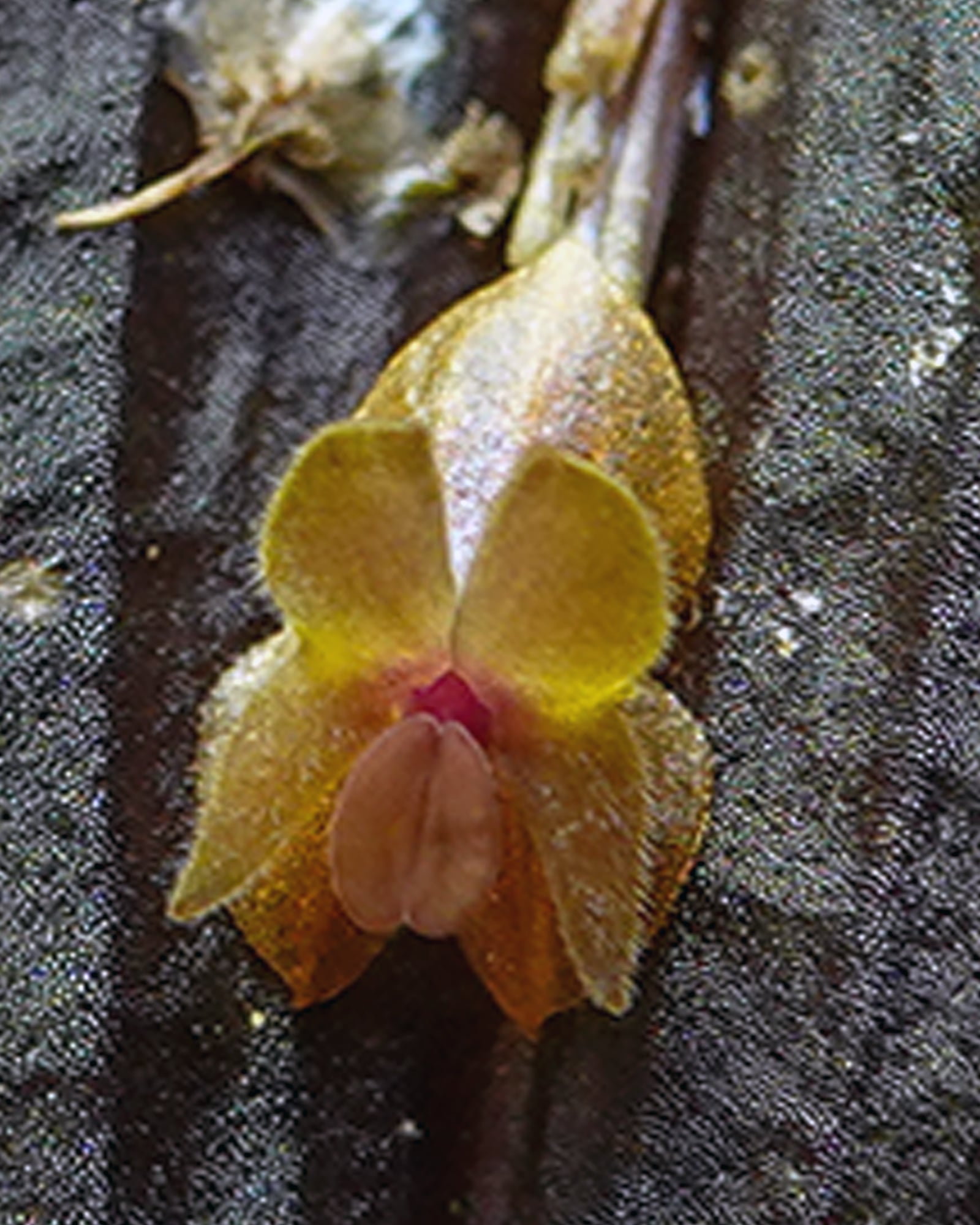 Lepanthes fibulifera