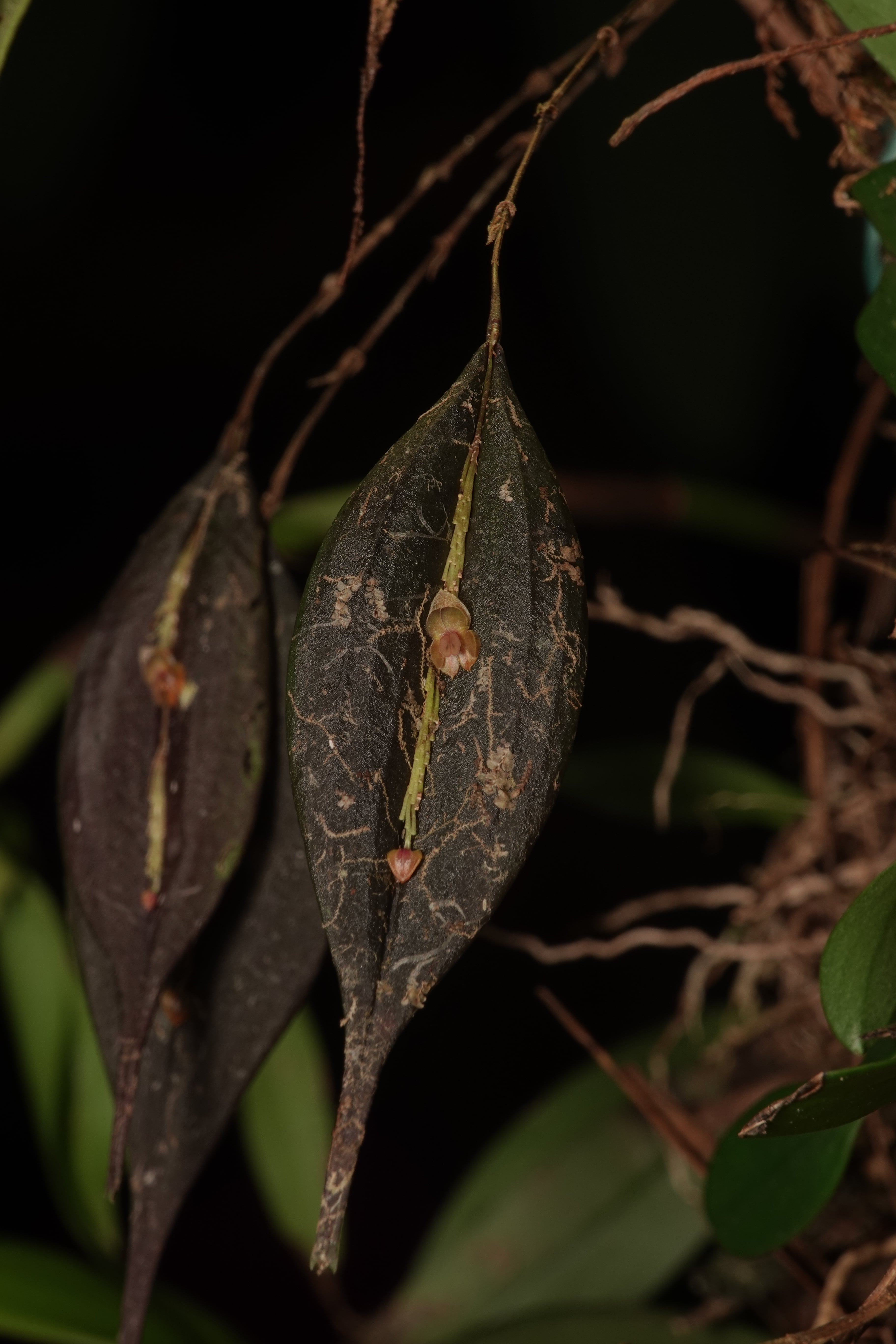 Lepanthes fibulifera. La Honda.
