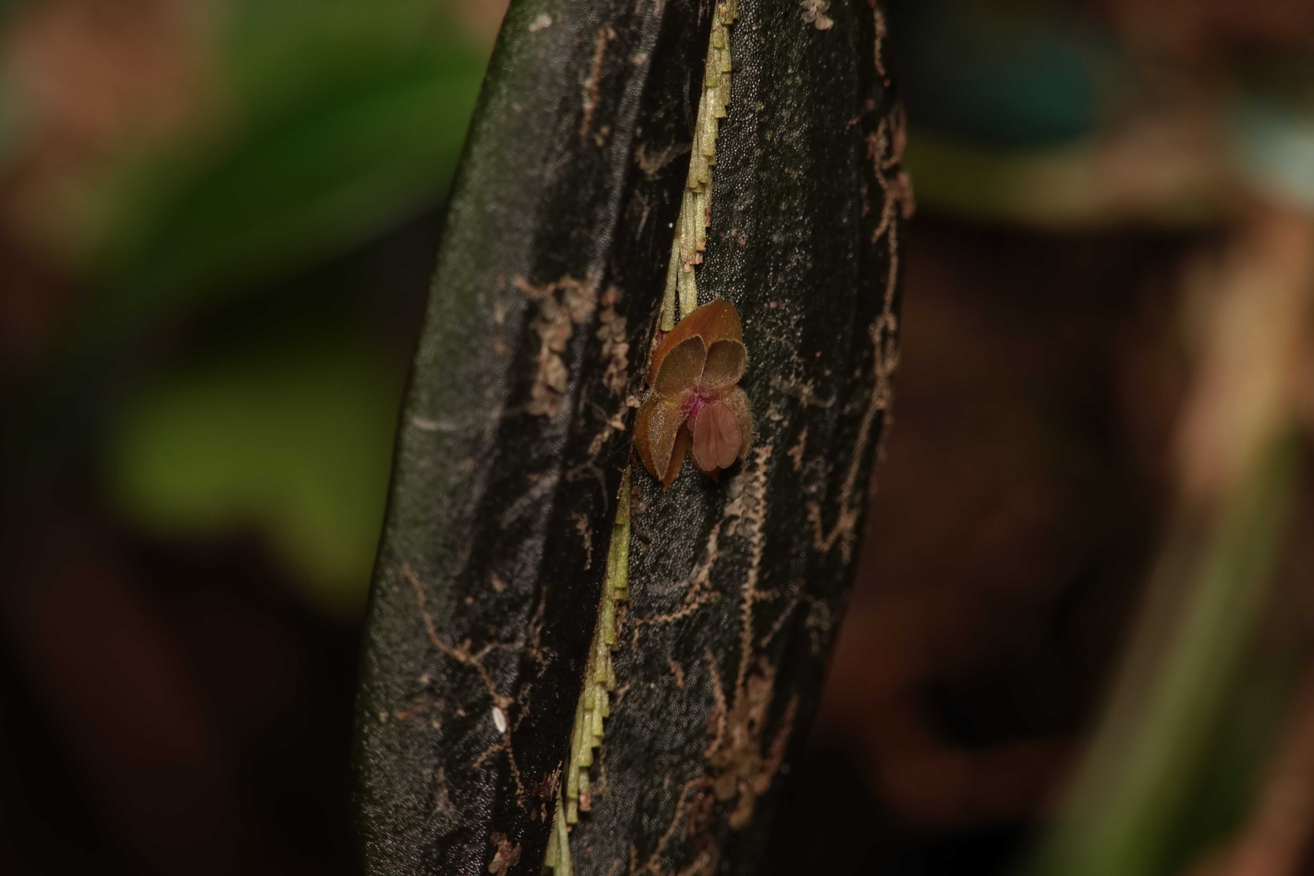 Lepanthes fibulifera. La Honda.