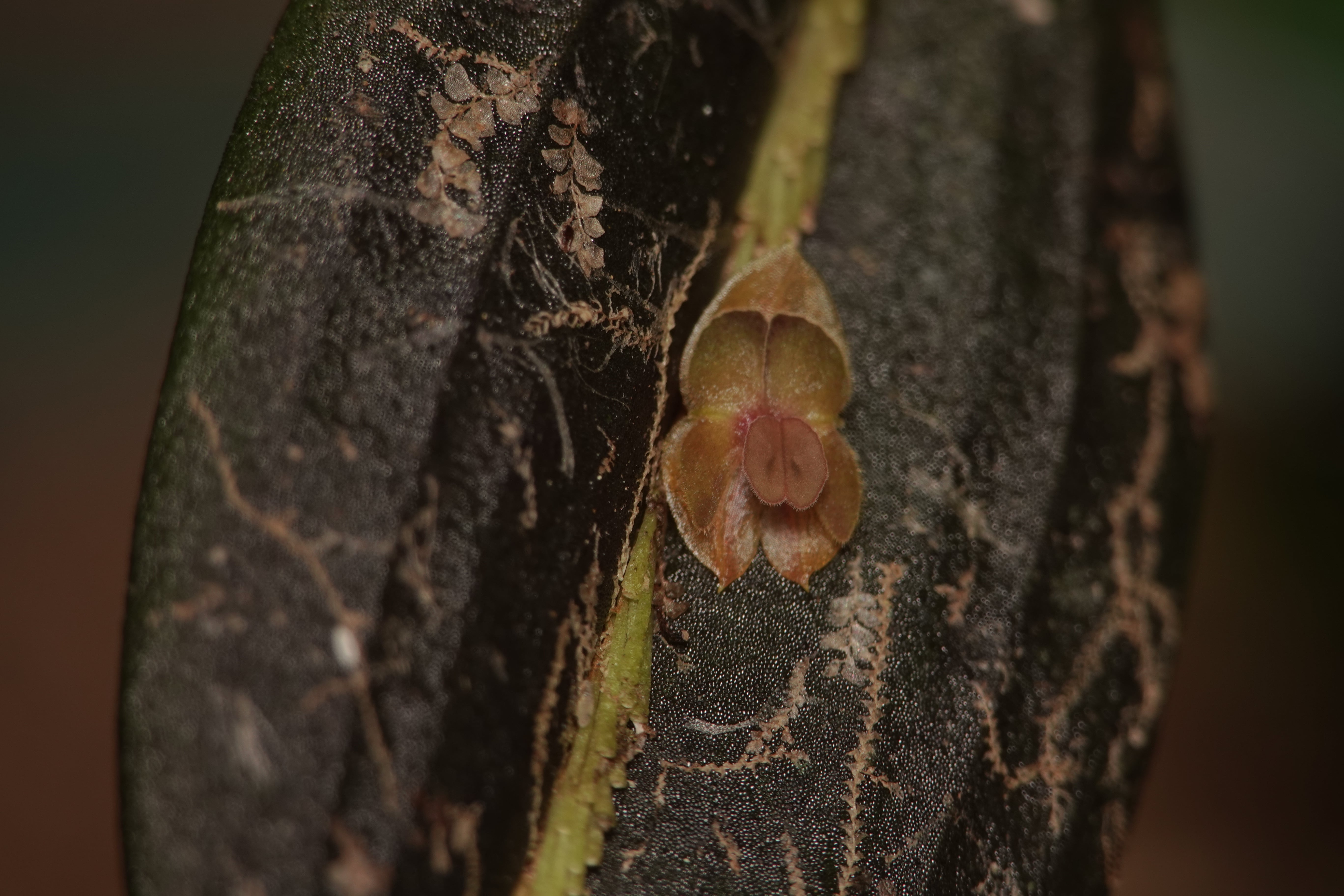 Lepanthes fibulifera. La Honda.