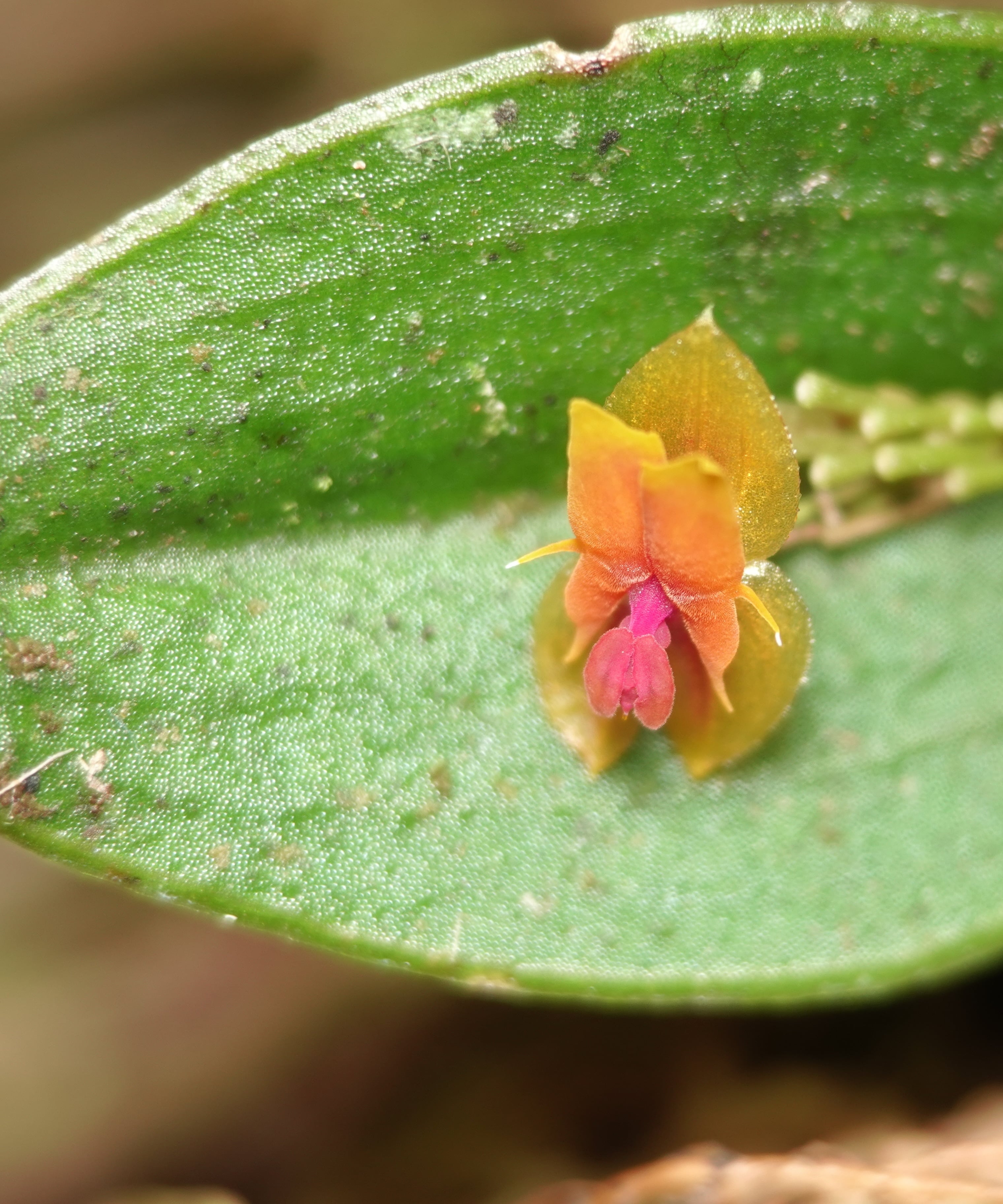 *Lepanthes heteroloba*, La Honda, 2025.