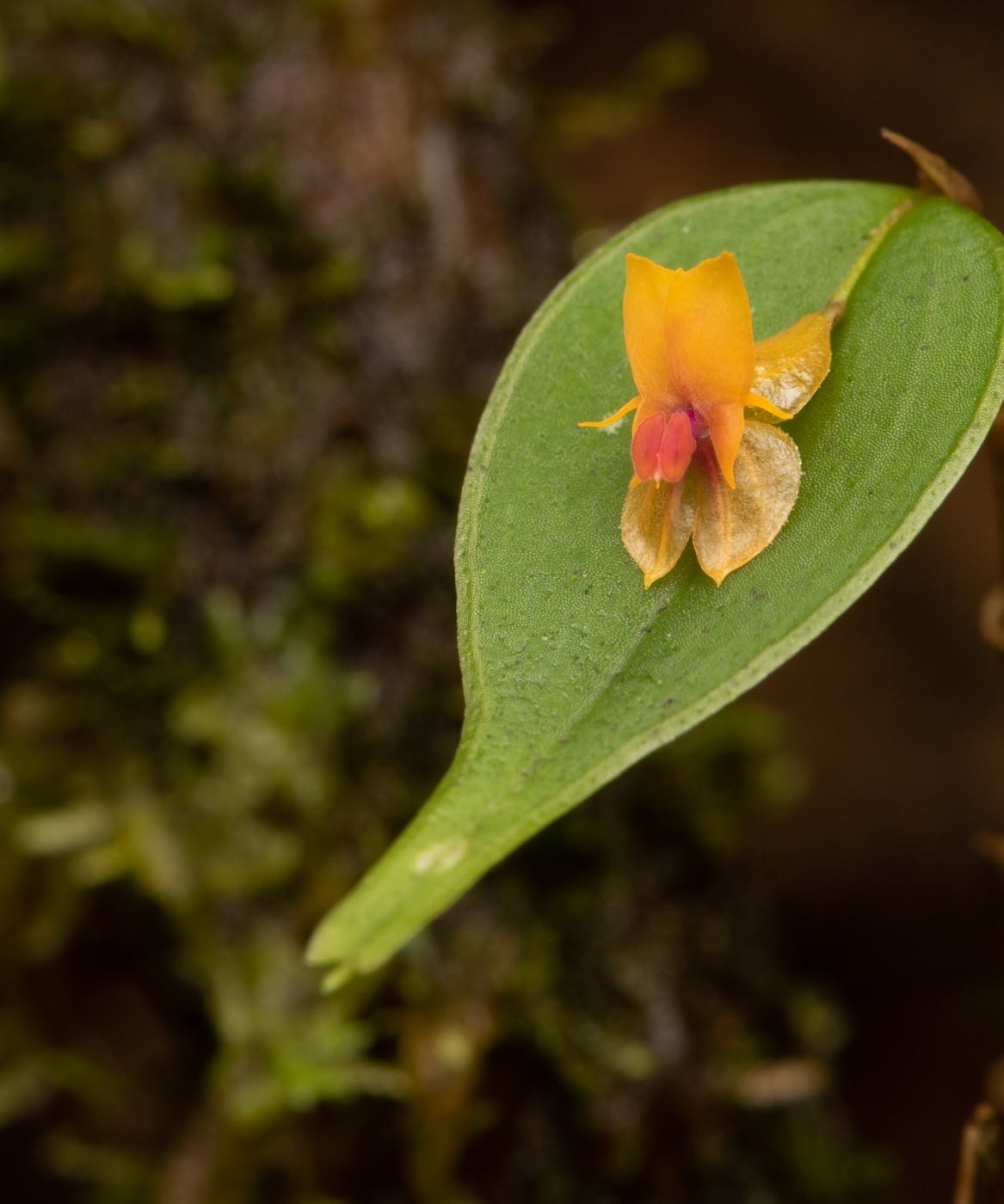 *Lepanthes heteroloba*, La Honda, 2025.