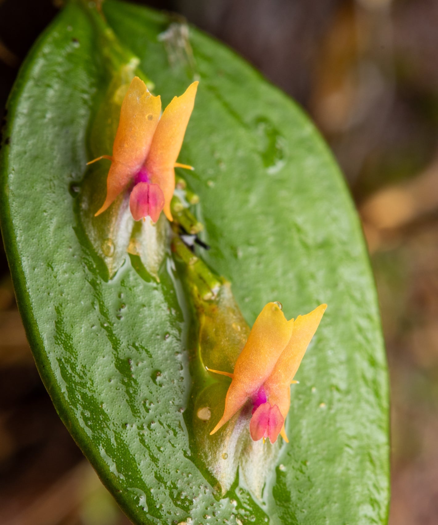 *Lepanthes heteroloba*, La Honda, 2025.