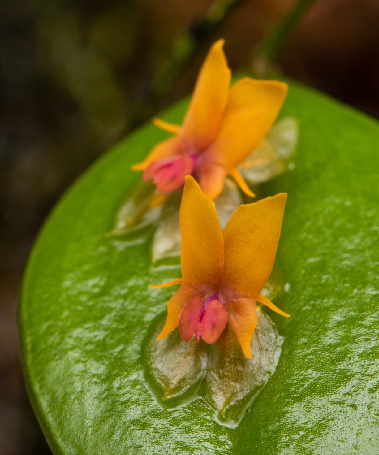 *Lepanthes heteroloba*, La Honda, 2025.