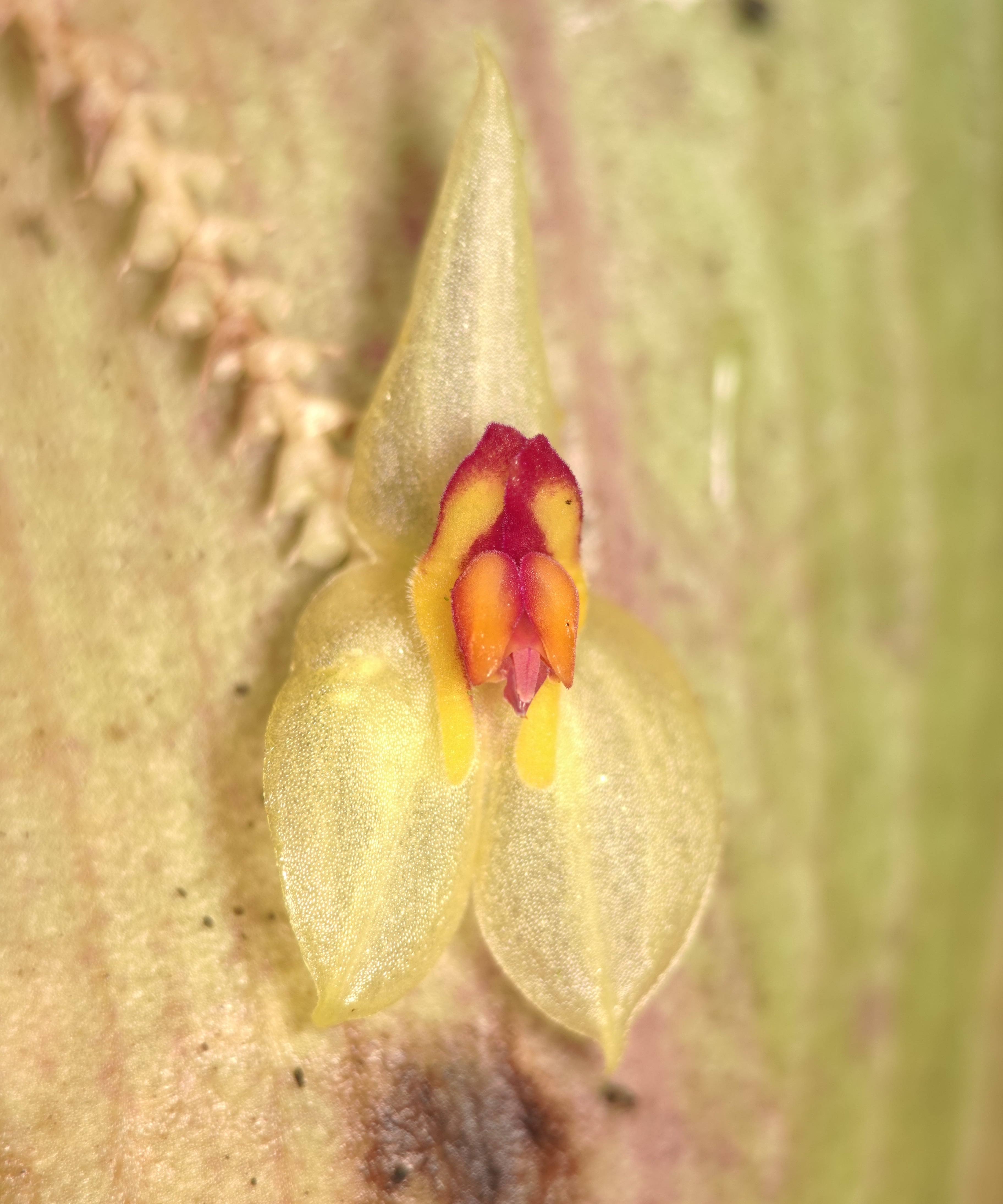 Lepanthes ligiae