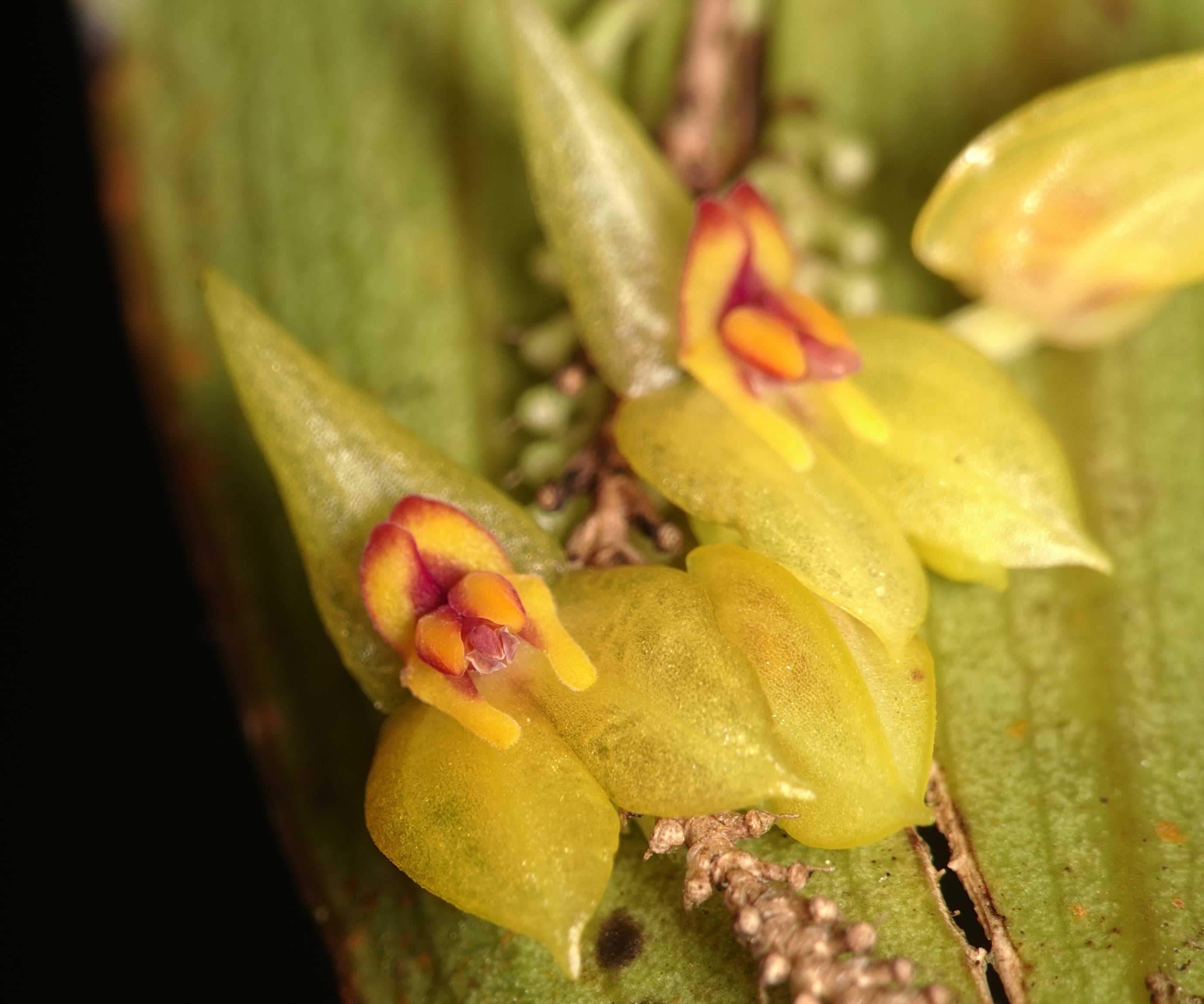 Lepanthes ligiae
