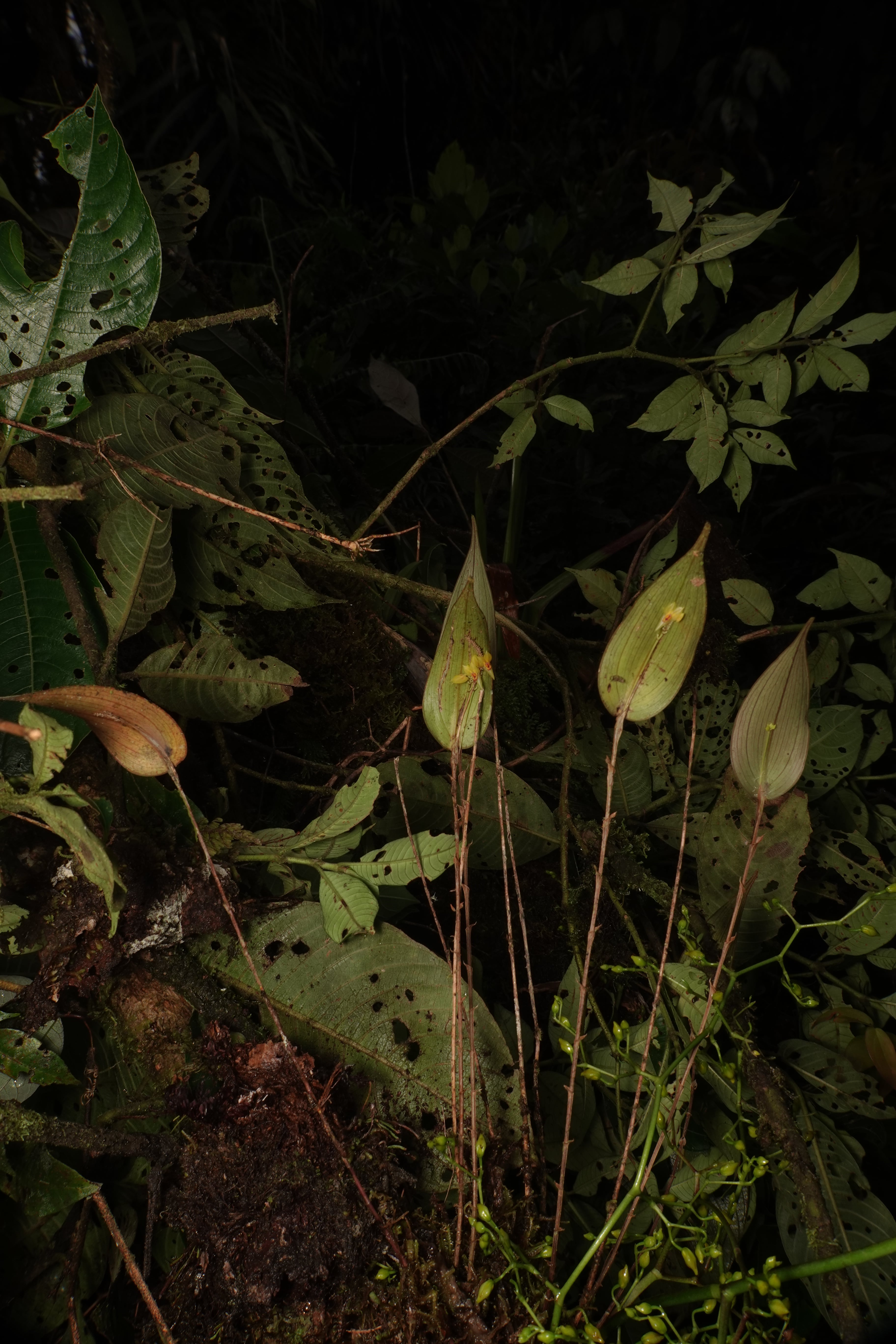 Lepanthes ligiae. La Honda.