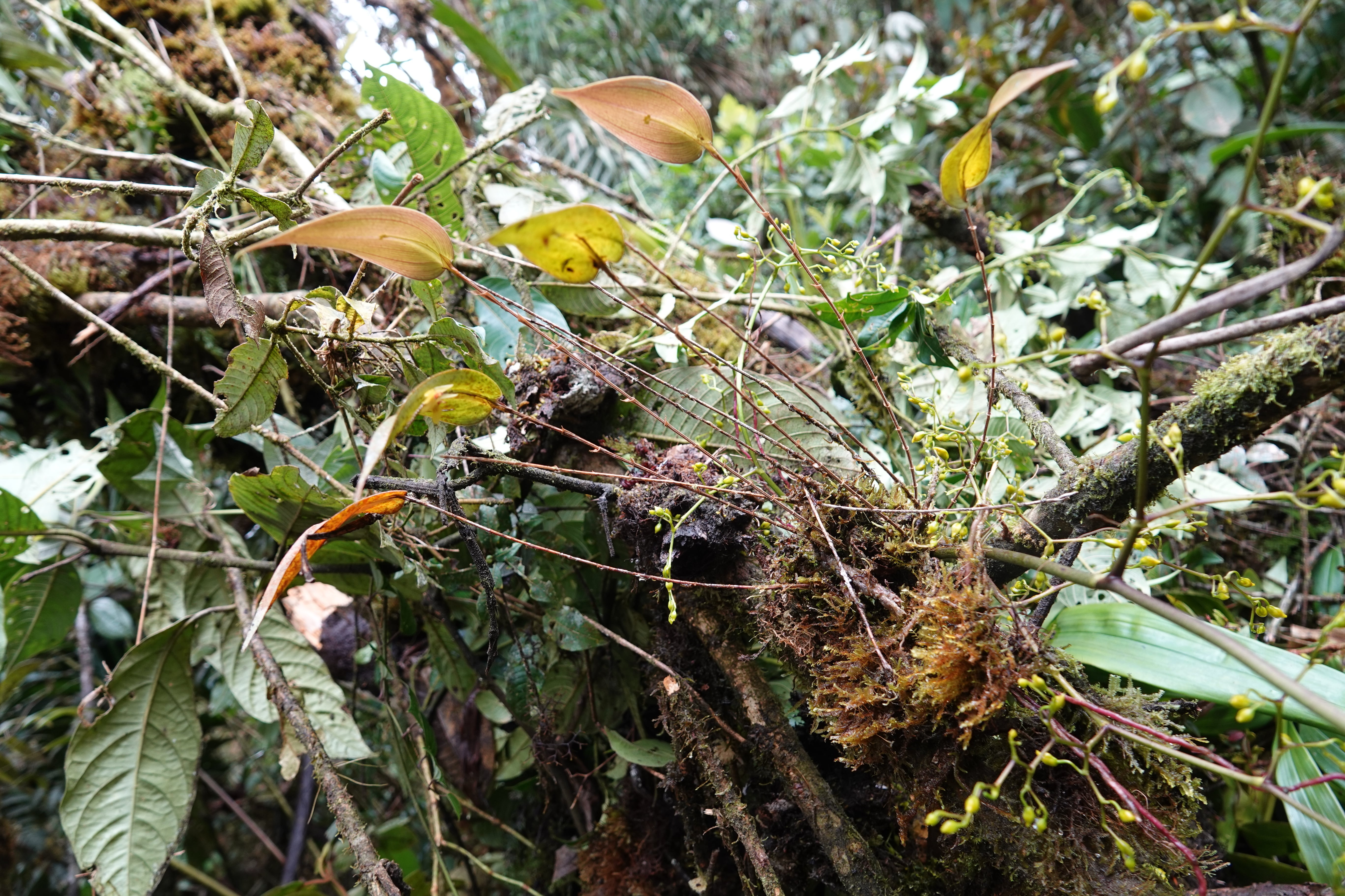 Lepanthes ligiae. La Honda.