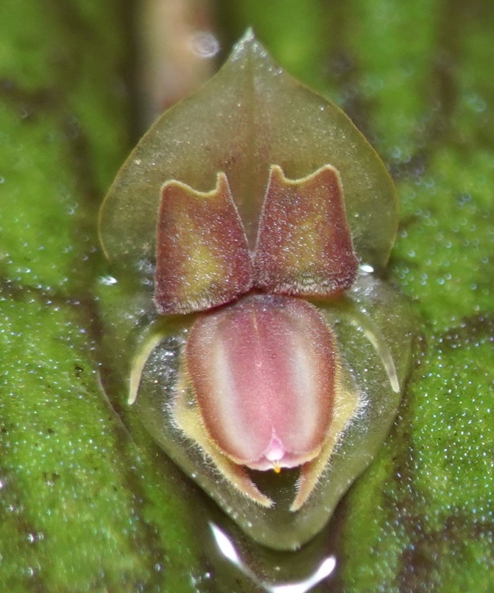 Lepanthes mucronata