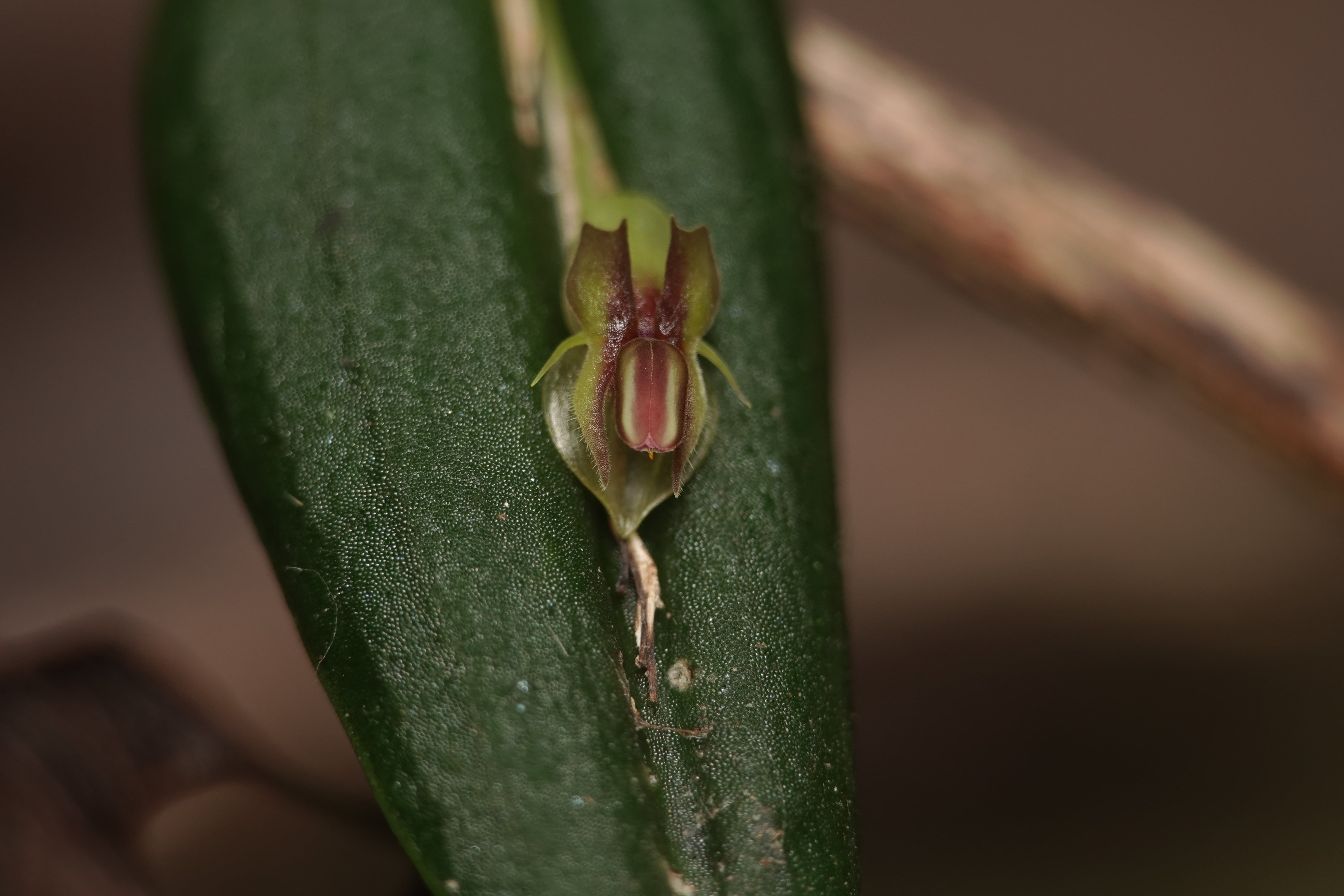 Lepanthes mucronata. La Honda.