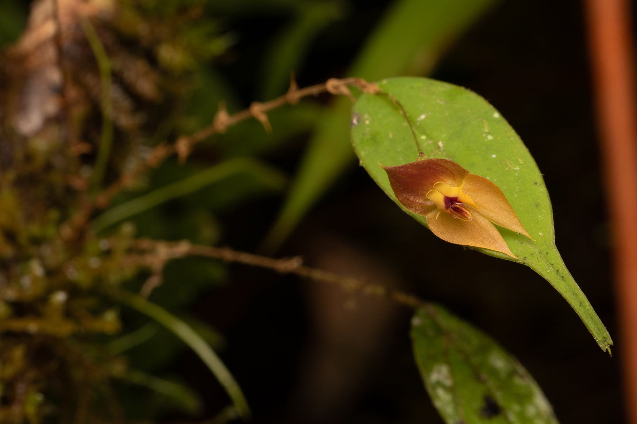 *Lepanthes ophelma*, La Honda, 2025.