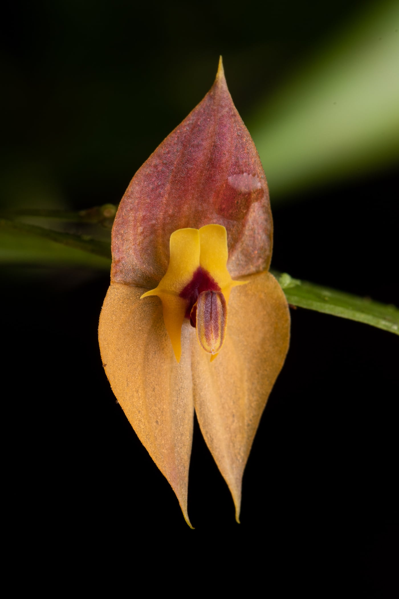 *Lepanthes ophelma*, La Honda, 2025.