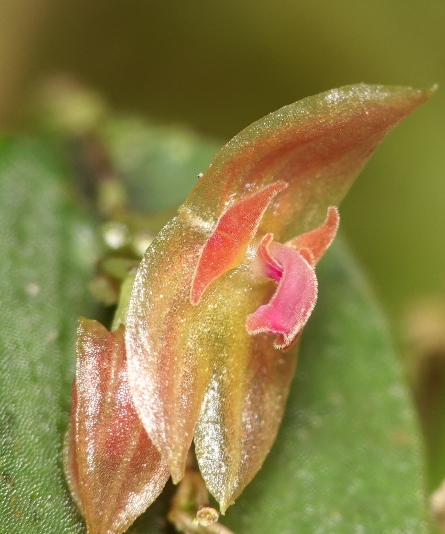 Lepanthes pterygion