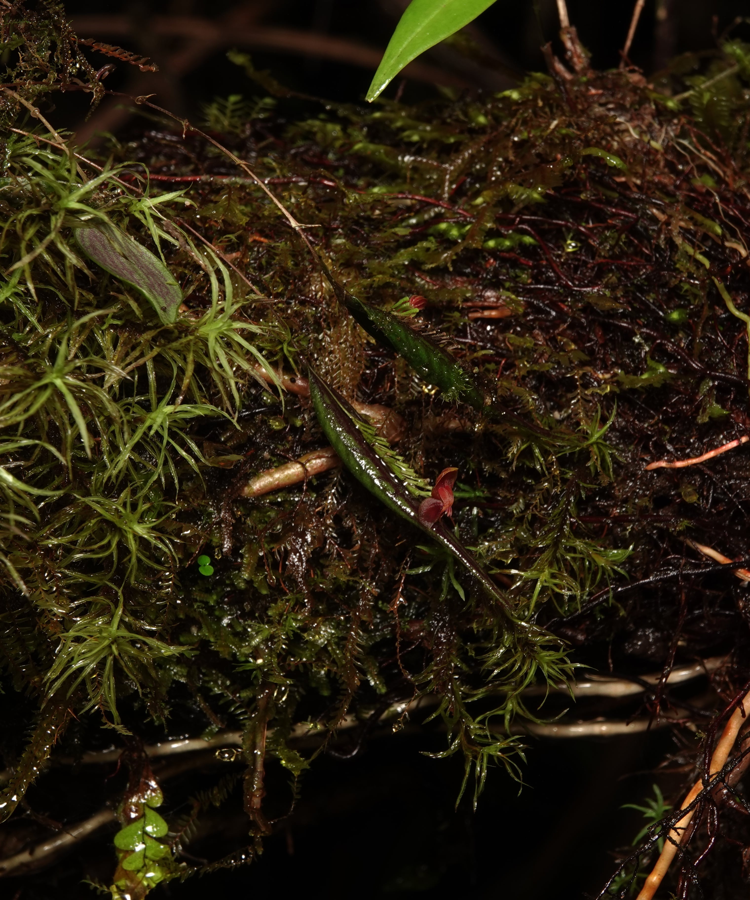 Lepanthes reticulata — habit shot of a single individual on a mossy branch in mature secondary forest, La Honda, 2025.