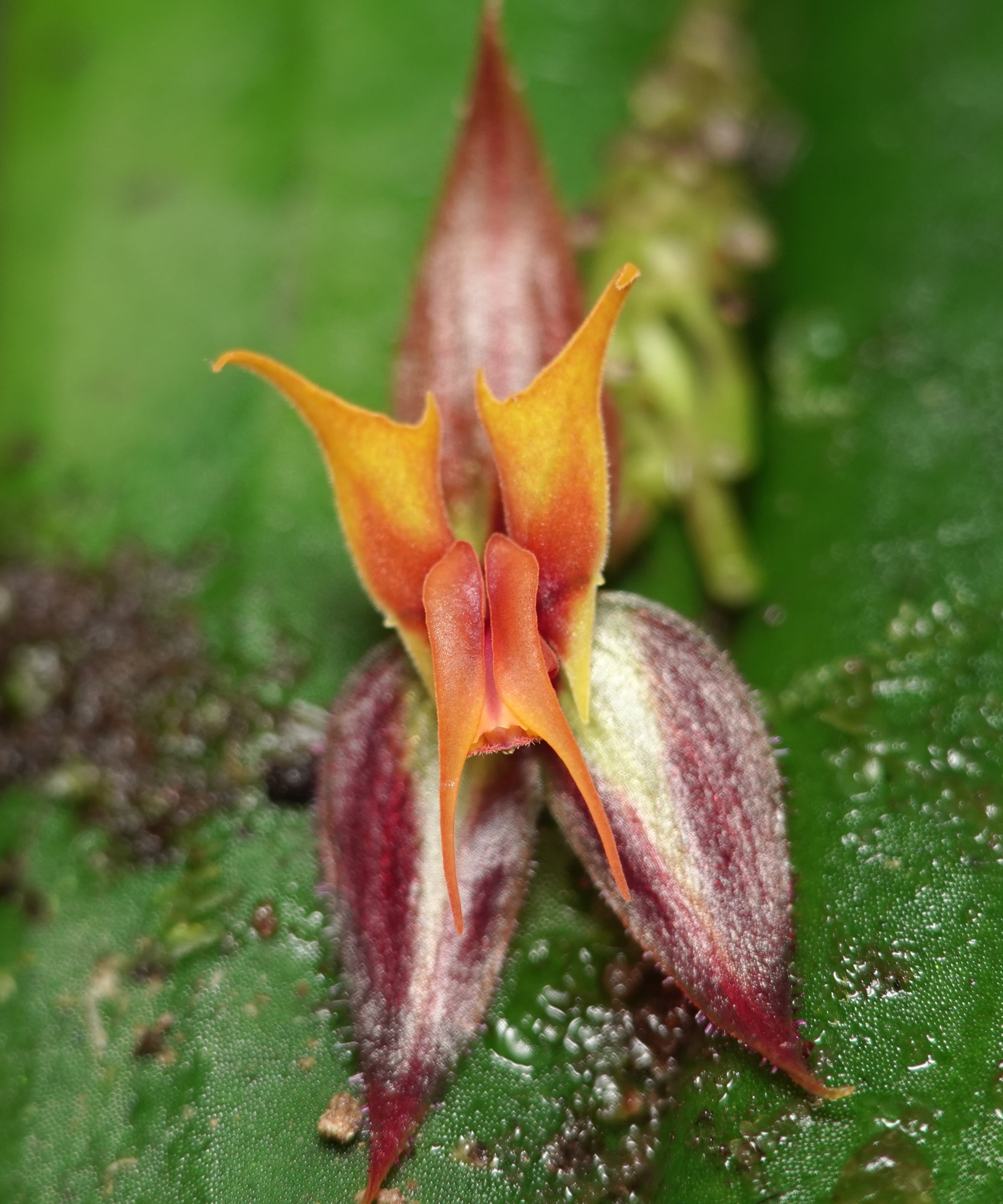 Lepanthes silverstonei flower, licrophora-form morph with flame-orange sepals and deeply striped purple-and-cream lateral sepals on a purple-suffused leaf, La Honda