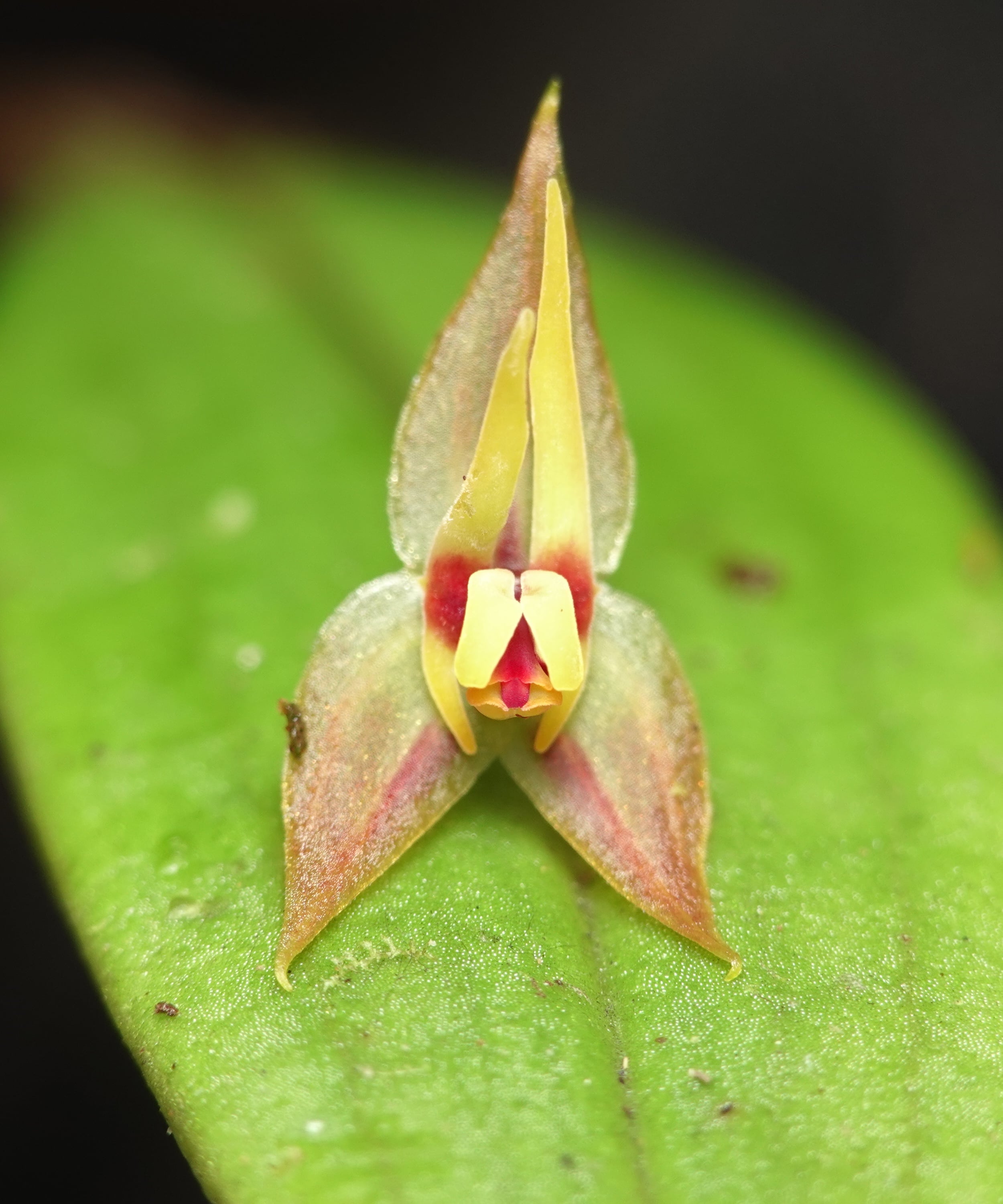 Lepanthes silverstonei flower, silverstonei-form morph showing yellow lip and petals with red-purple blotch at the column base, on a green leaf, La Honda