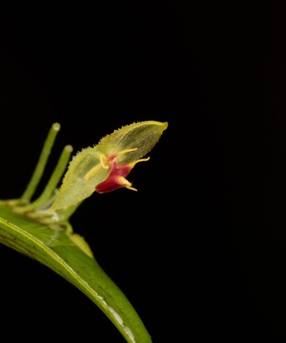 *Lepanthes skeleton*, La Honda, 2025.