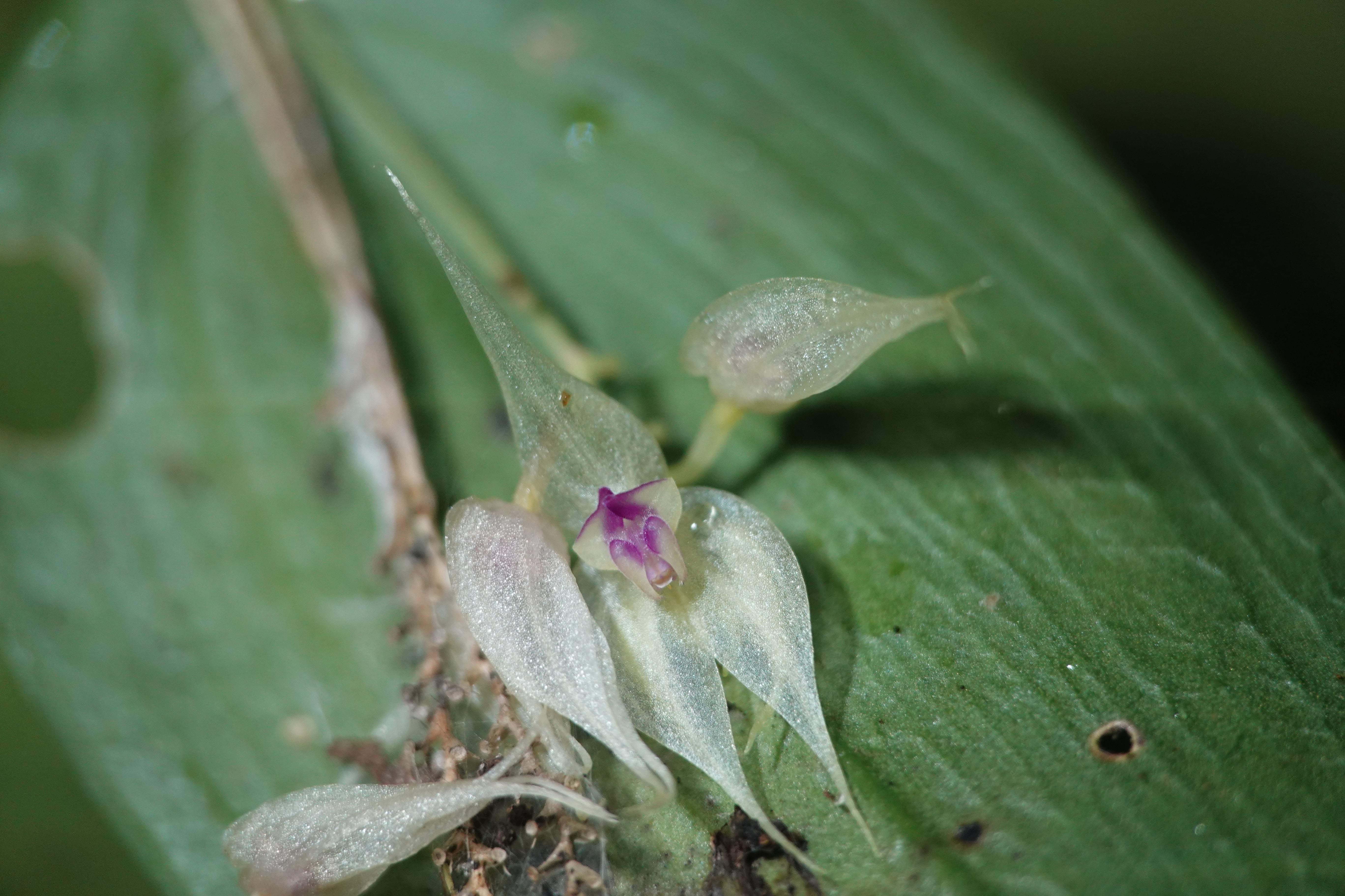 Lepanthes sp 1