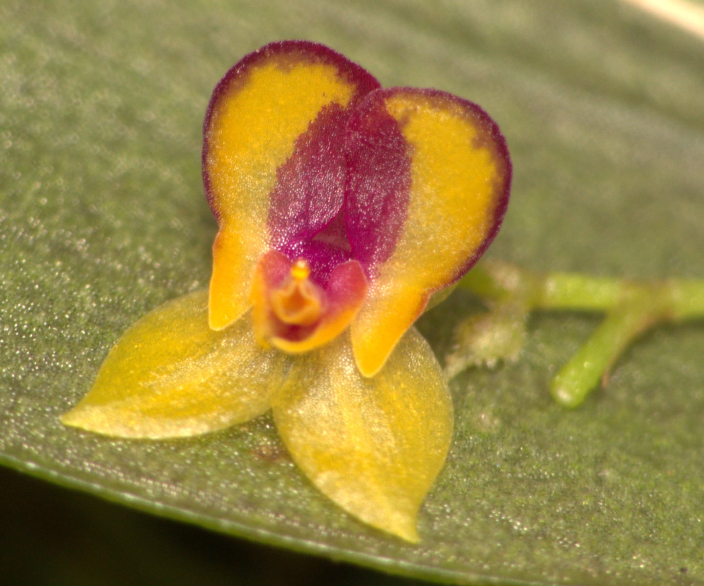 Lepanthes sp 2