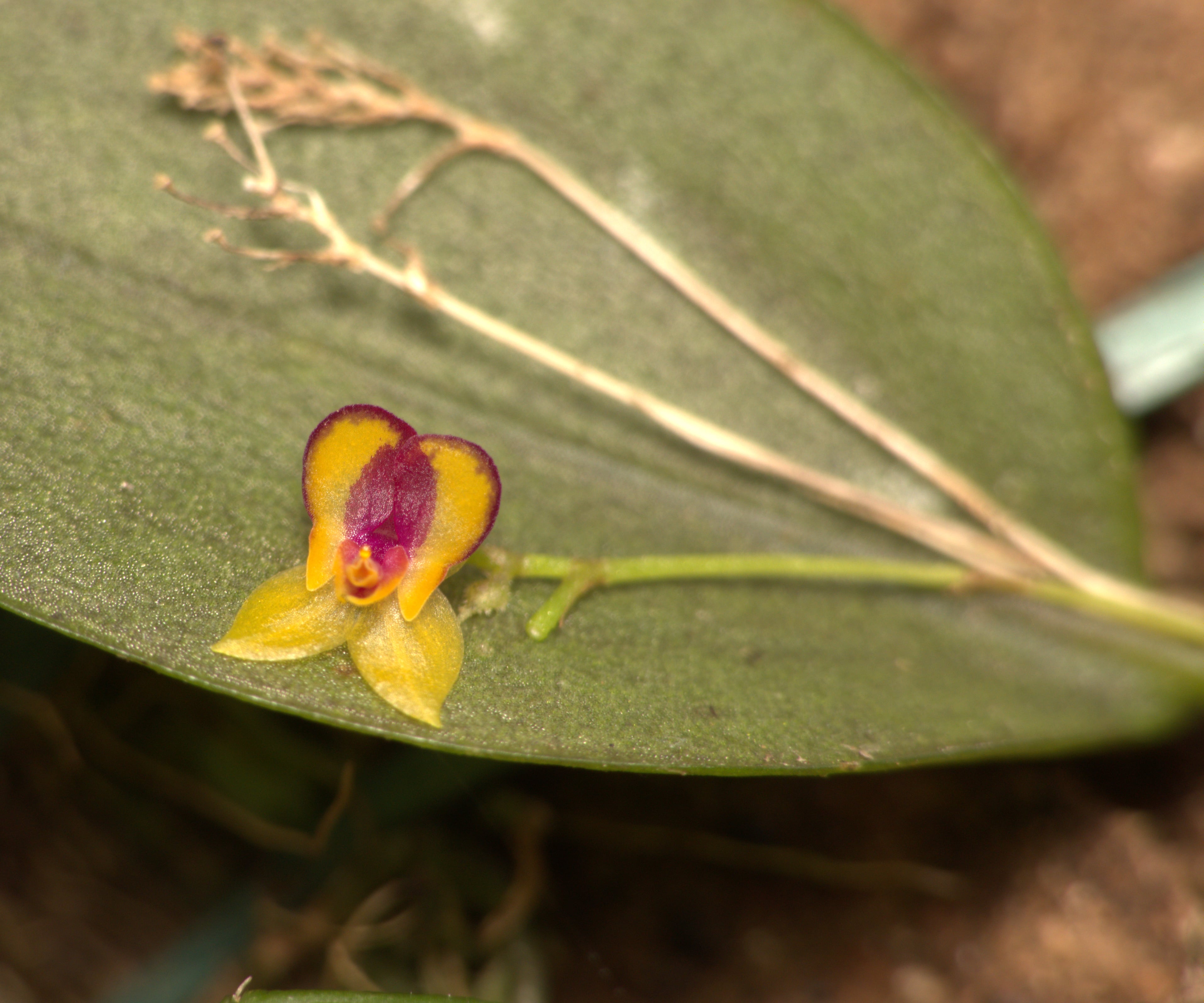 Lepanthes sp 2. La Honda.