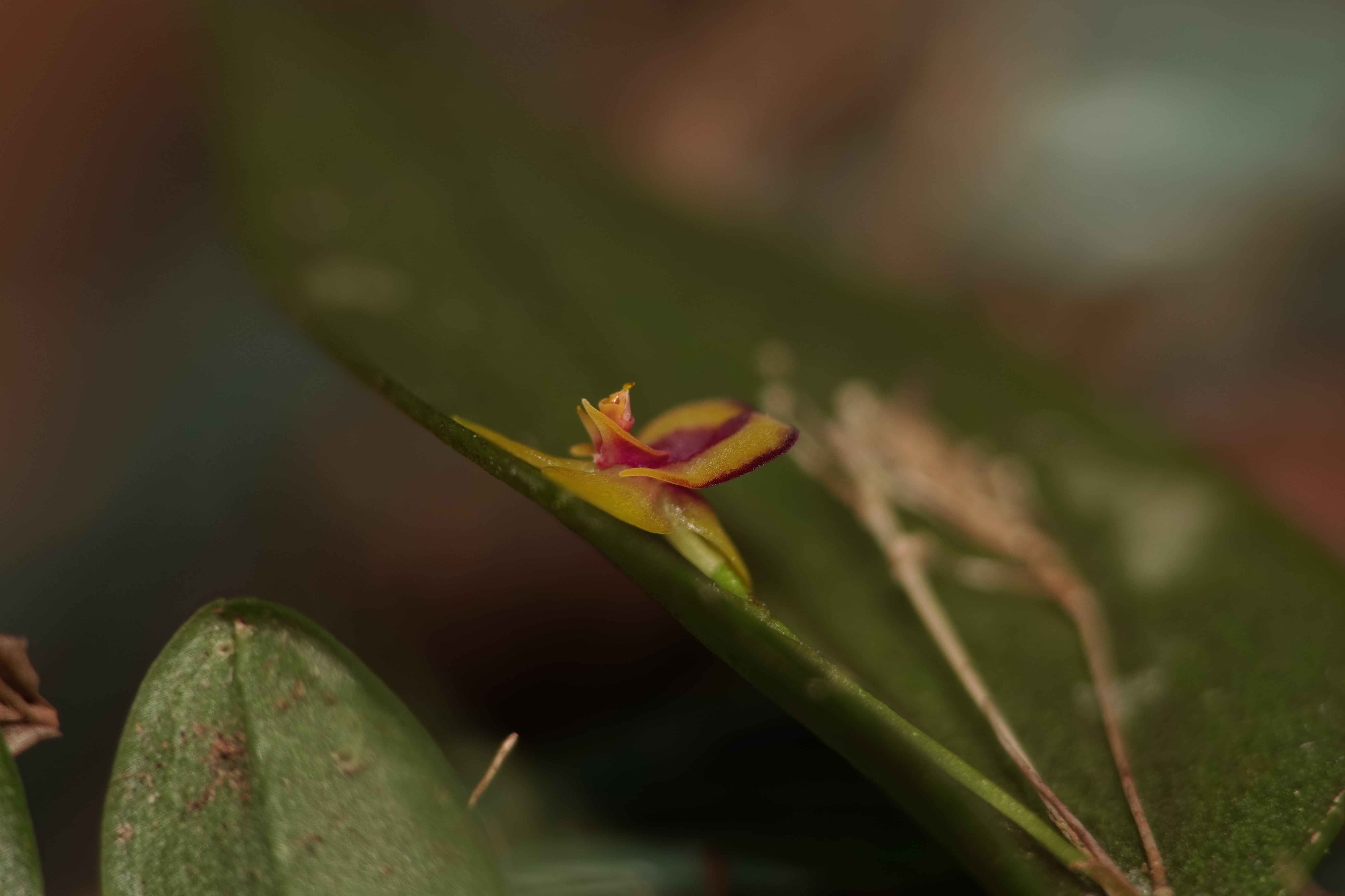Lepanthes sp 2. La Honda.