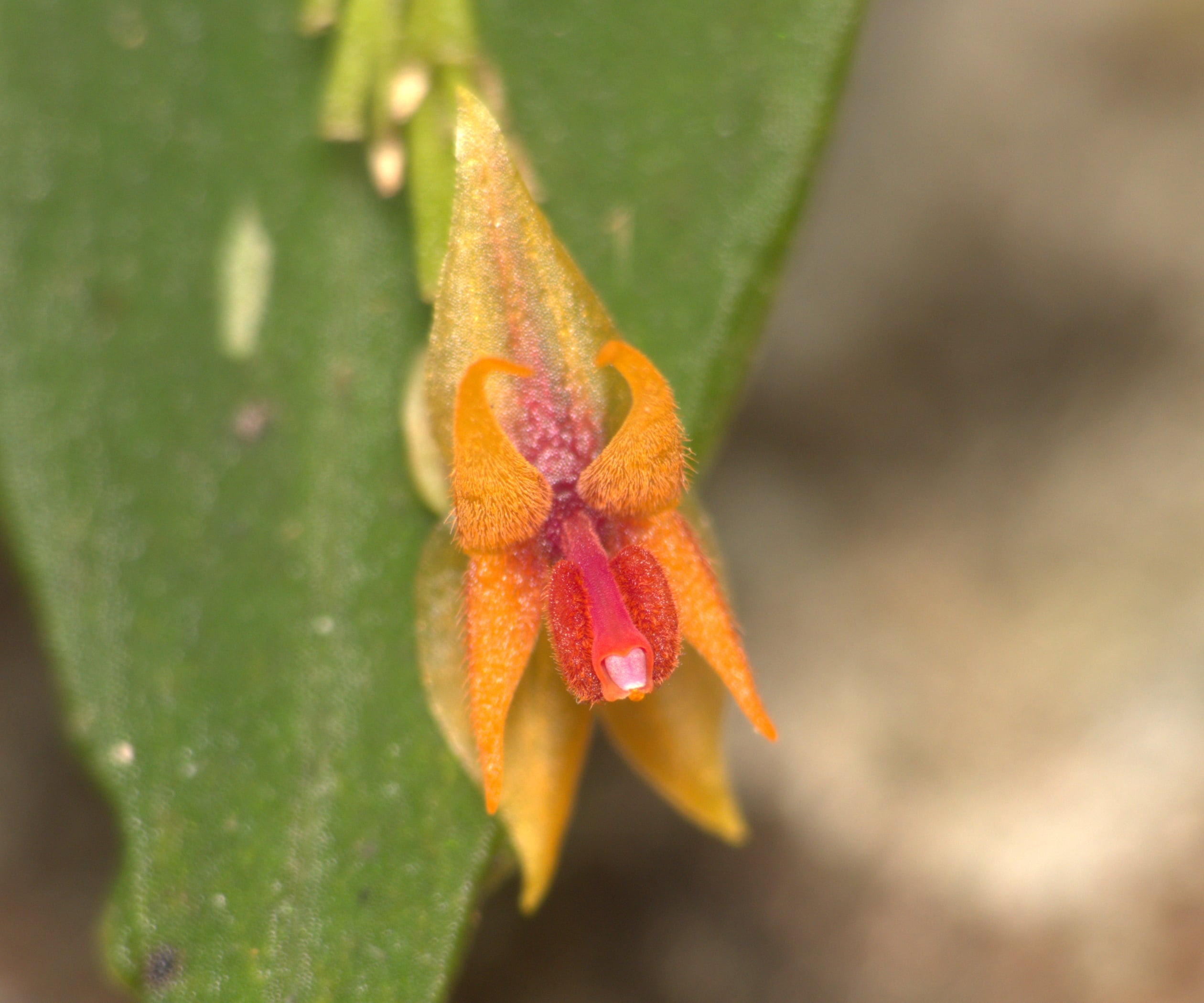 Lepanthes sp 3