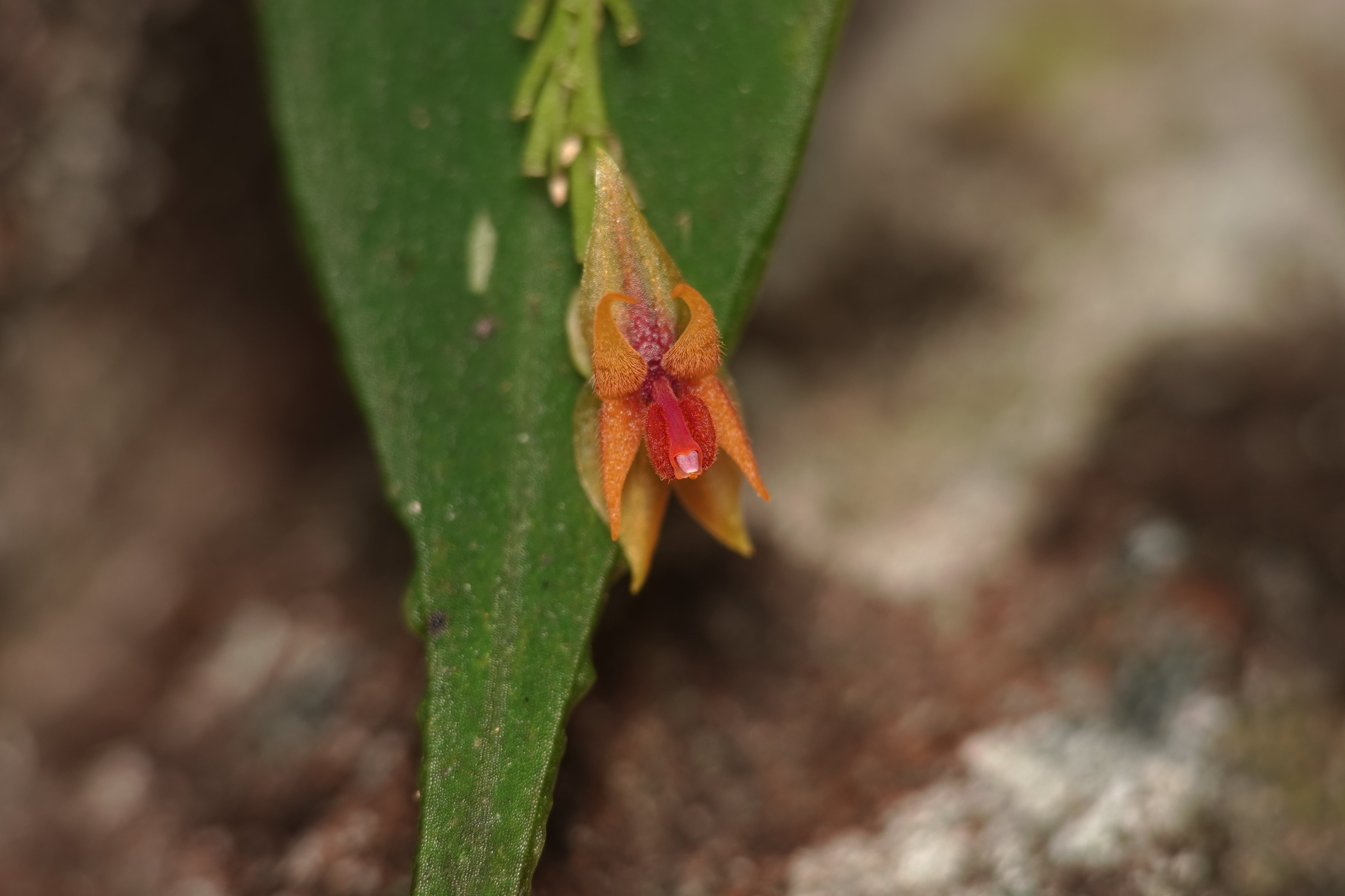 Lepanthes sp 3. La Honda.