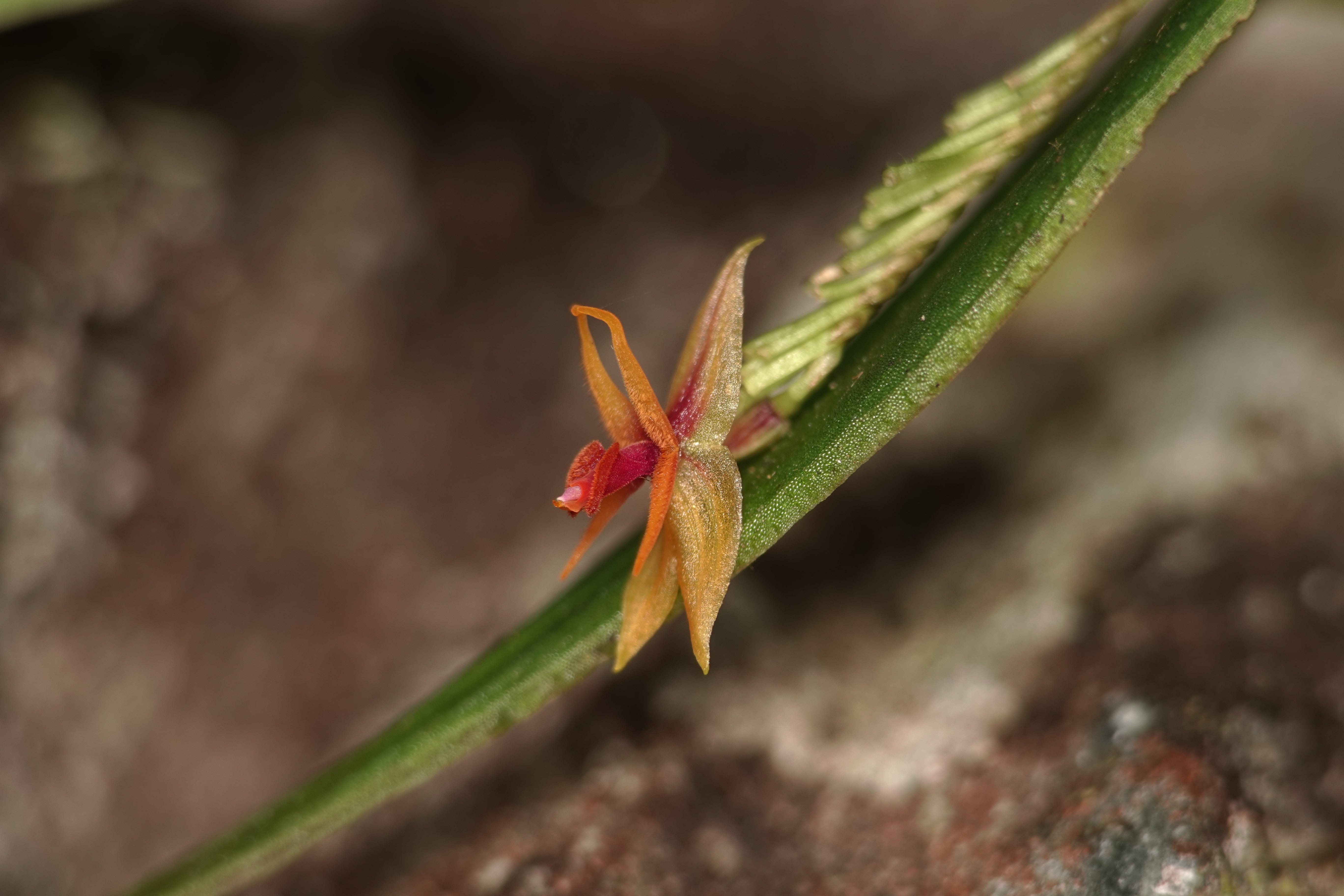 Lepanthes sp 3. La Honda.