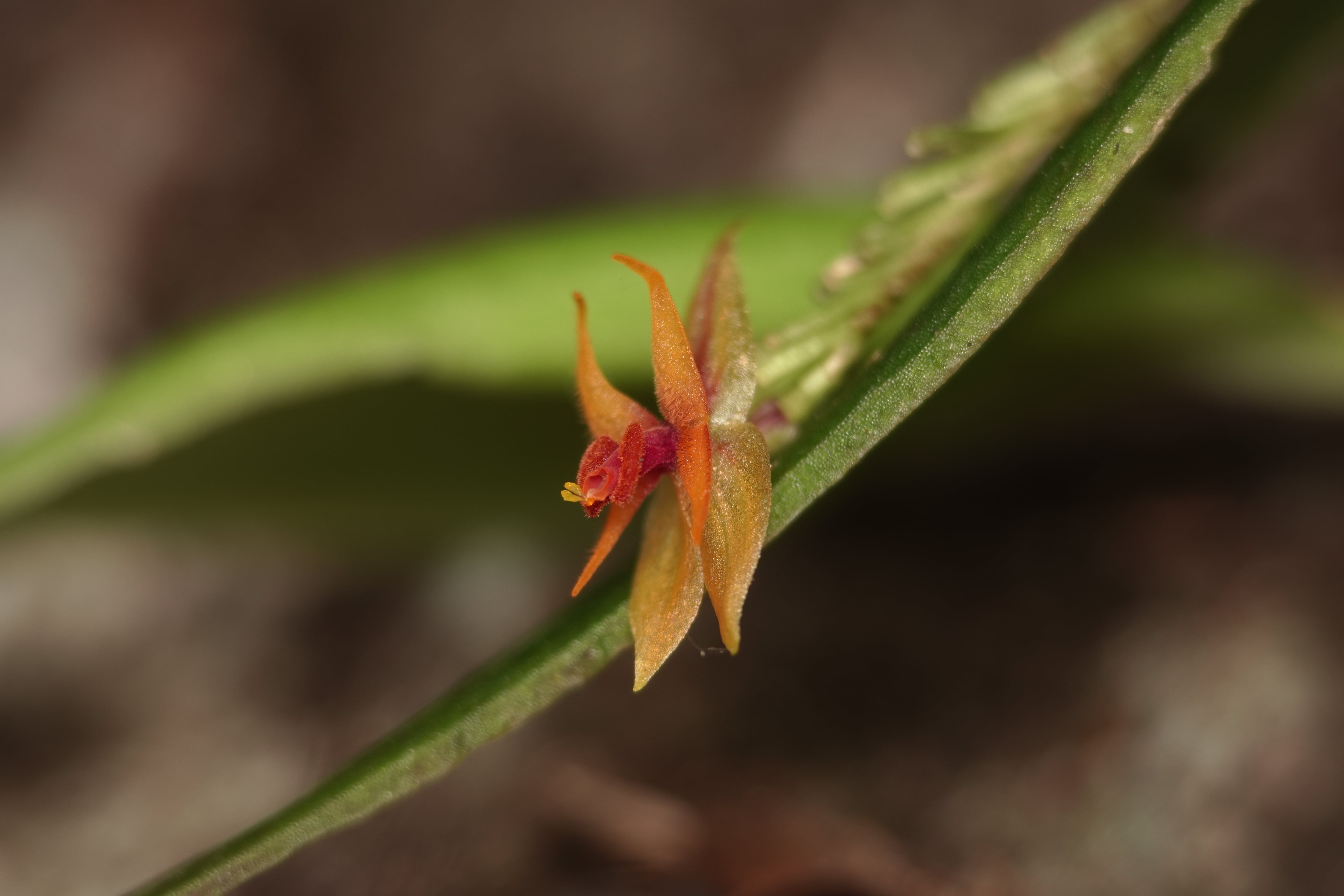 Lepanthes sp 3. La Honda.