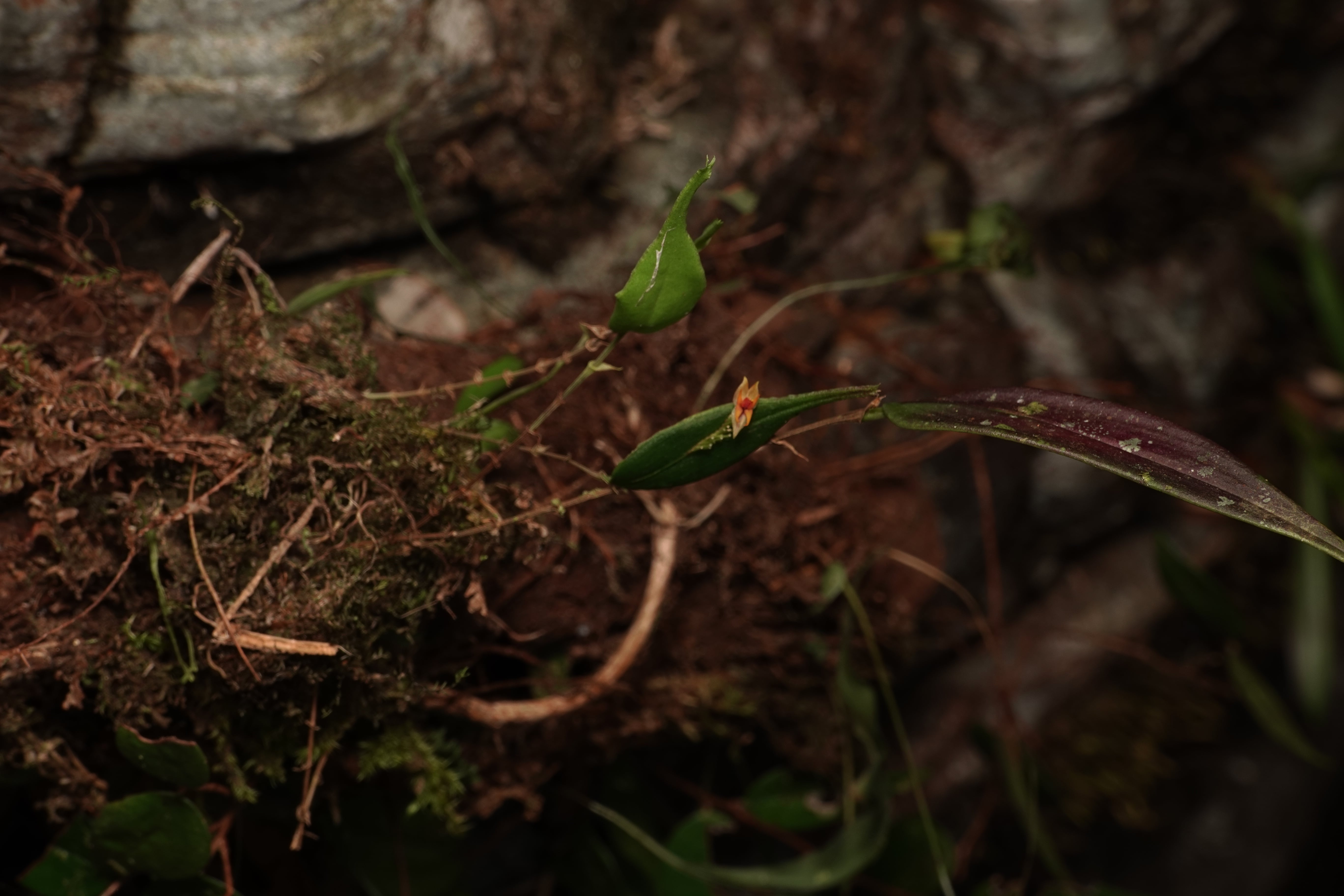 Lepanthes sp 3. La Honda.