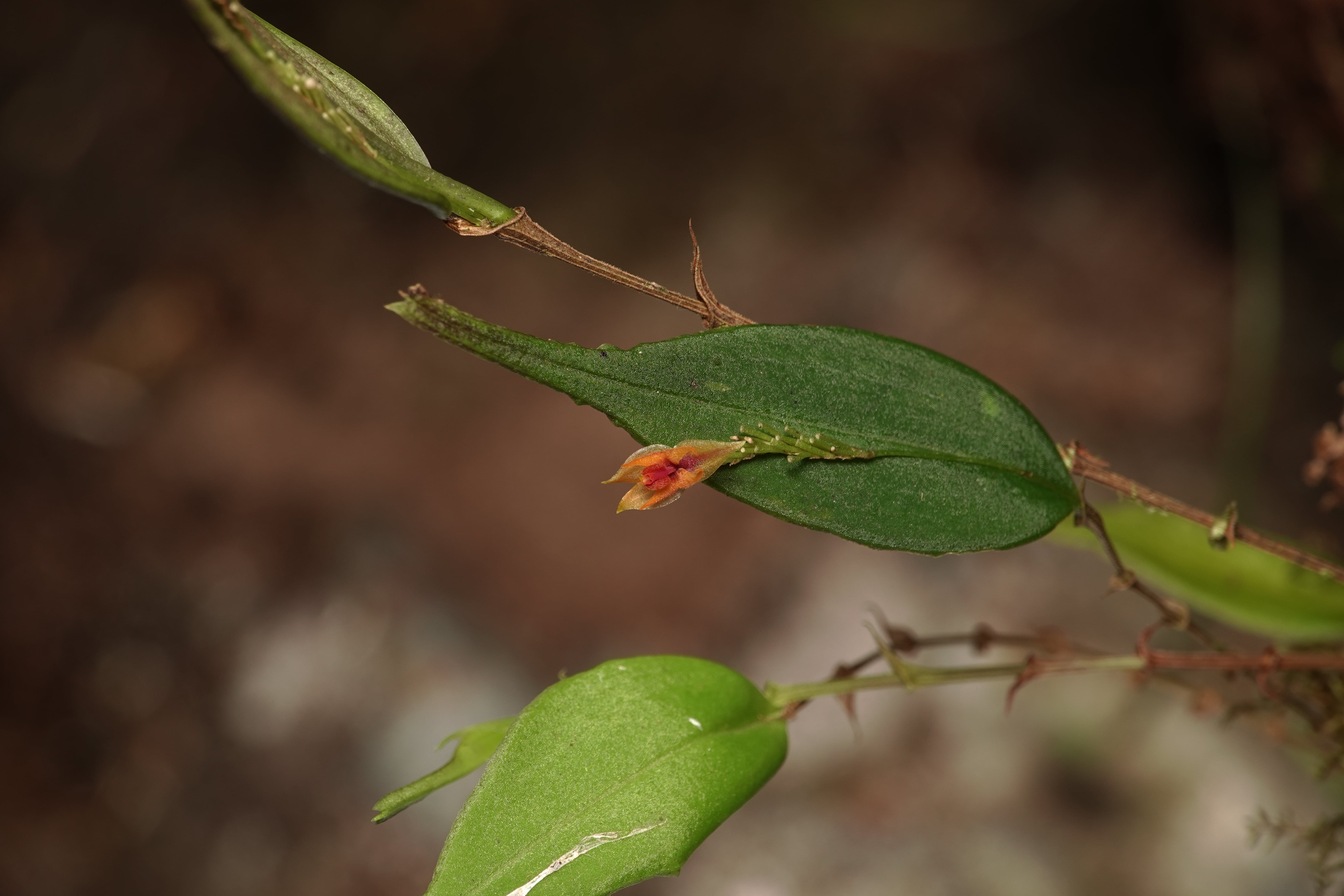Lepanthes sp 3. La Honda.