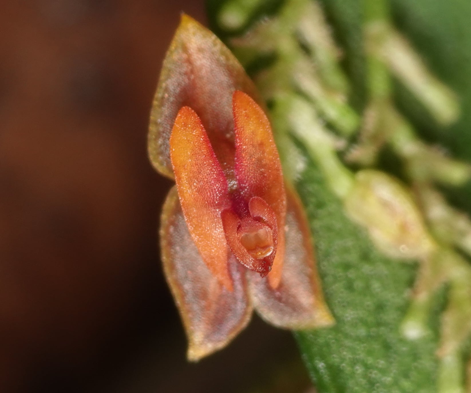 Lepanthes sp 4
