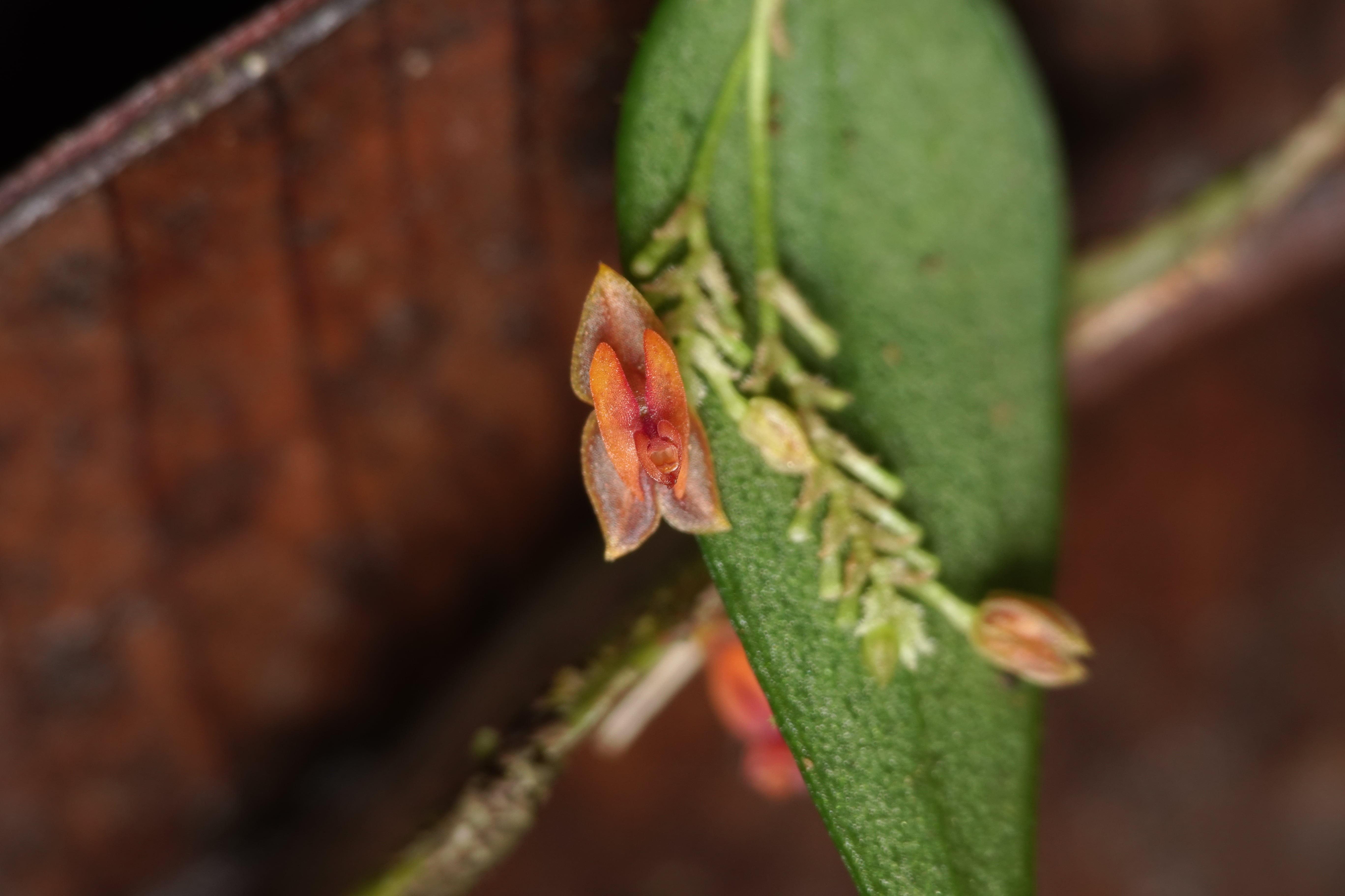 Lepanthes sp 4. La Honda.