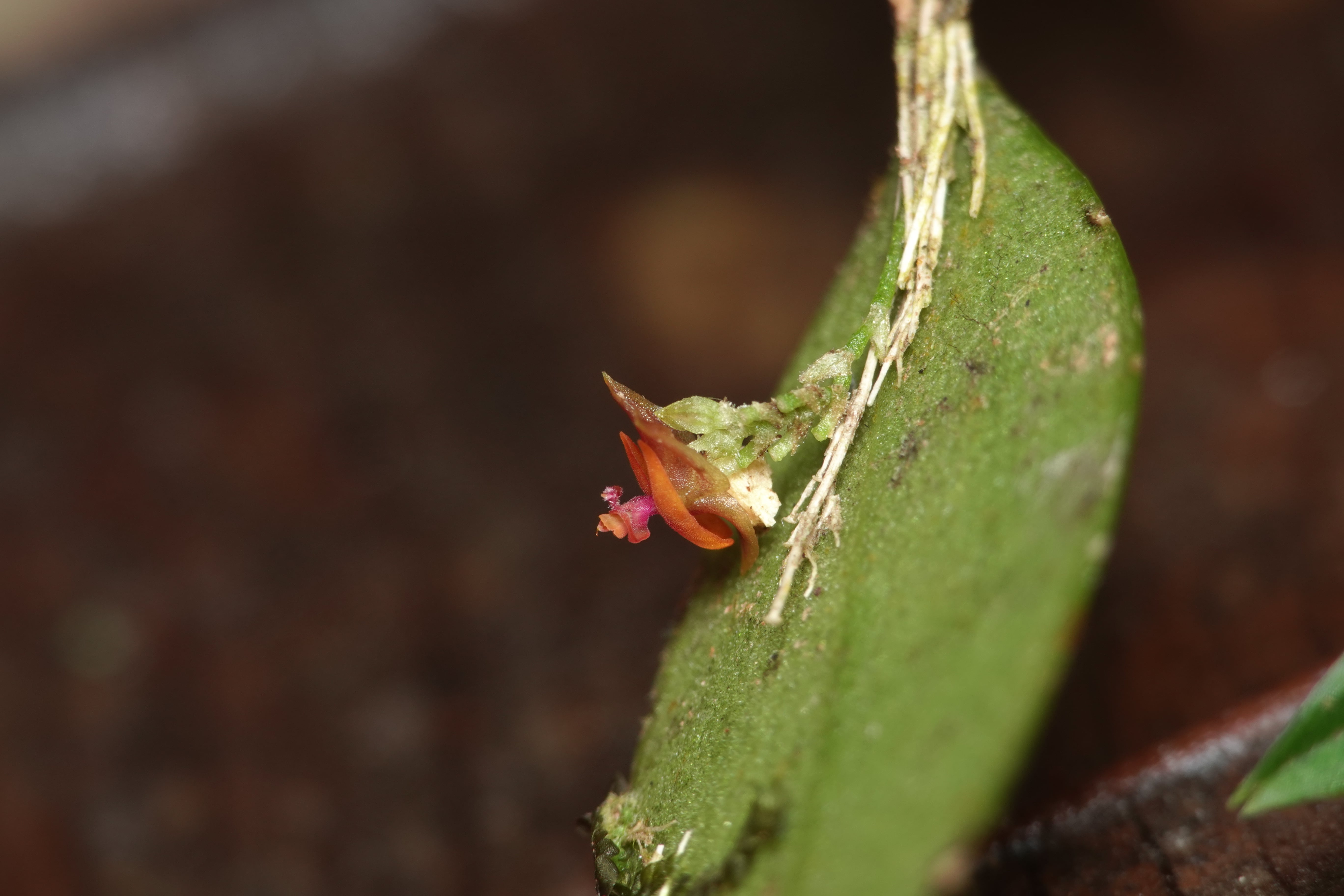 Lepanthes sp 4. La Honda.