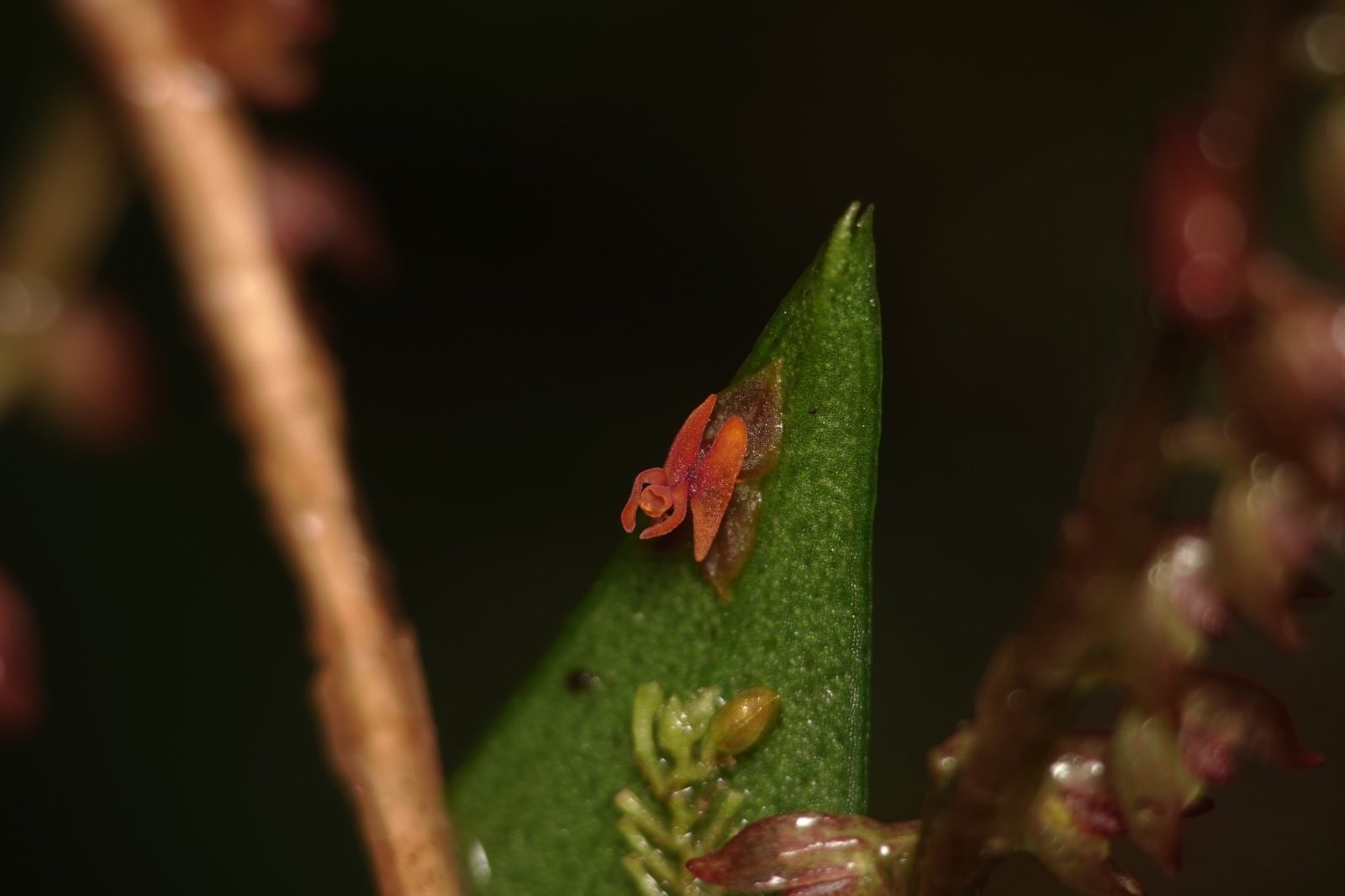 Lepanthes sp 4. La Honda.